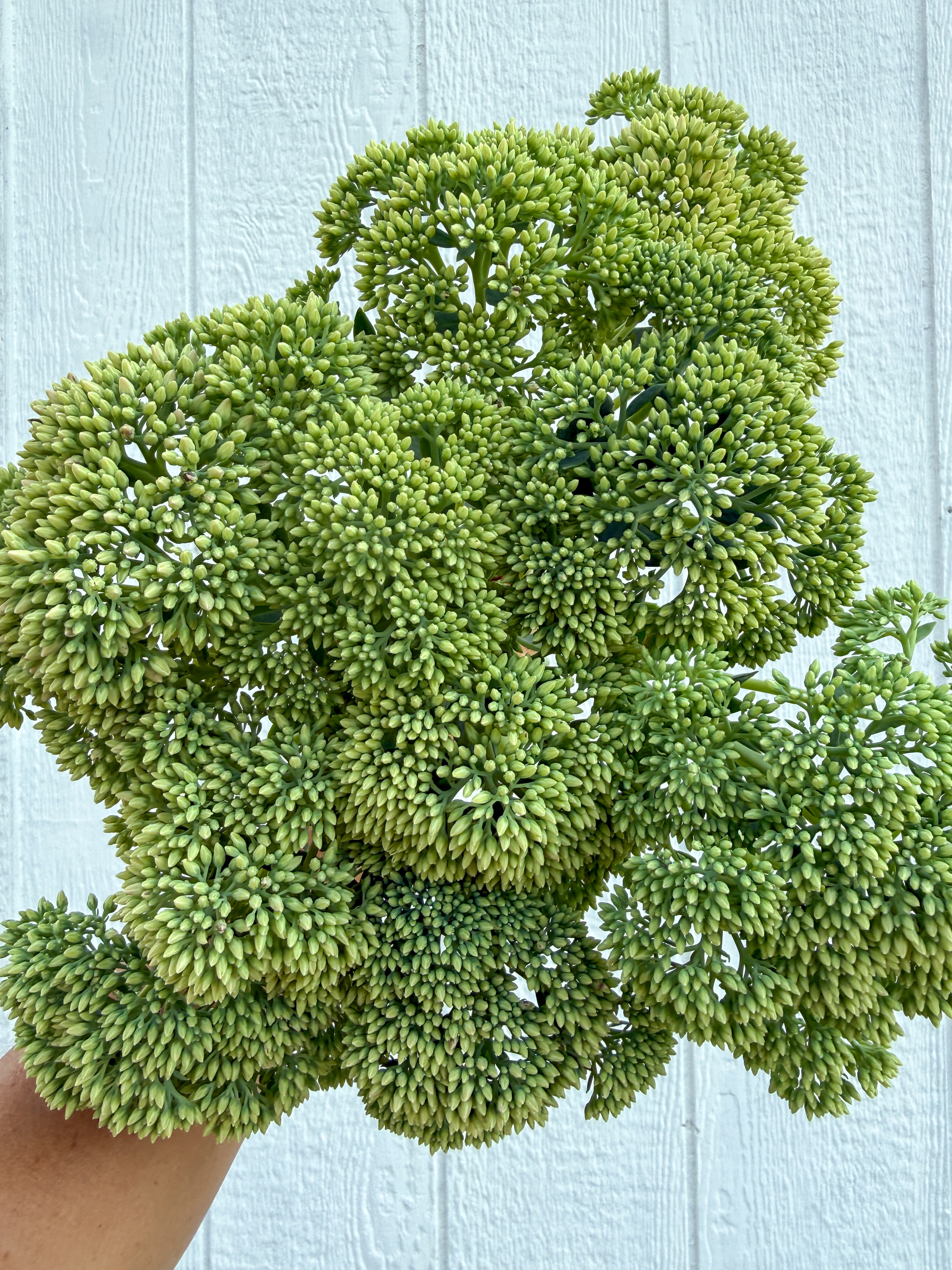 HYLOTELEPHIUM spectabile Autumn Joy