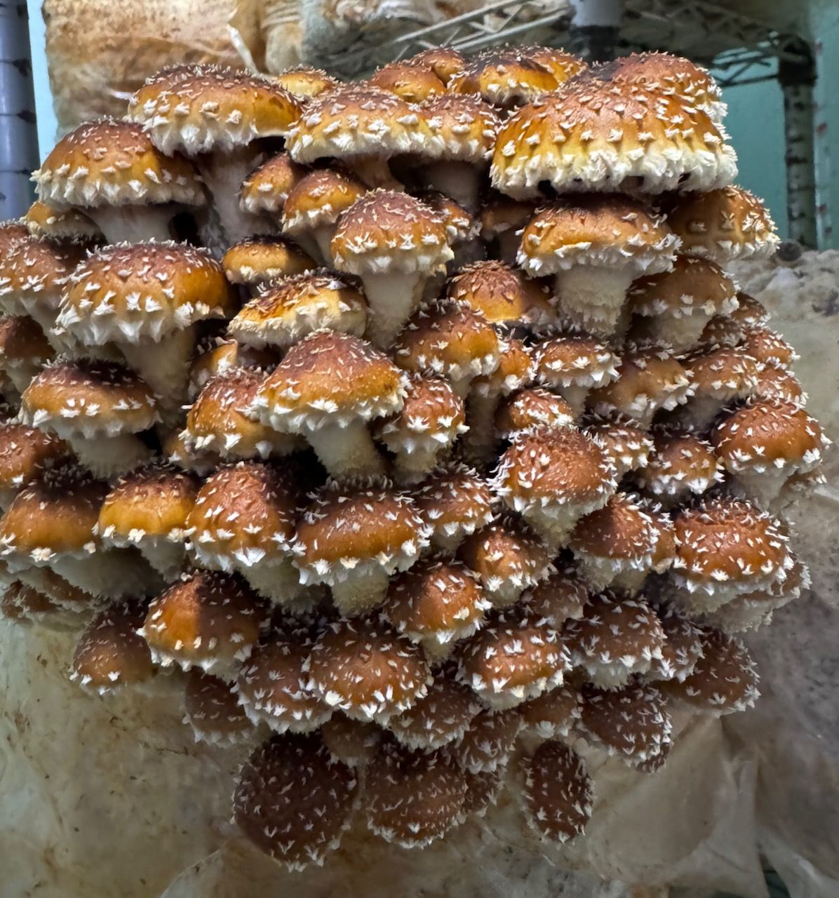 A la carte mushrooms by the lb