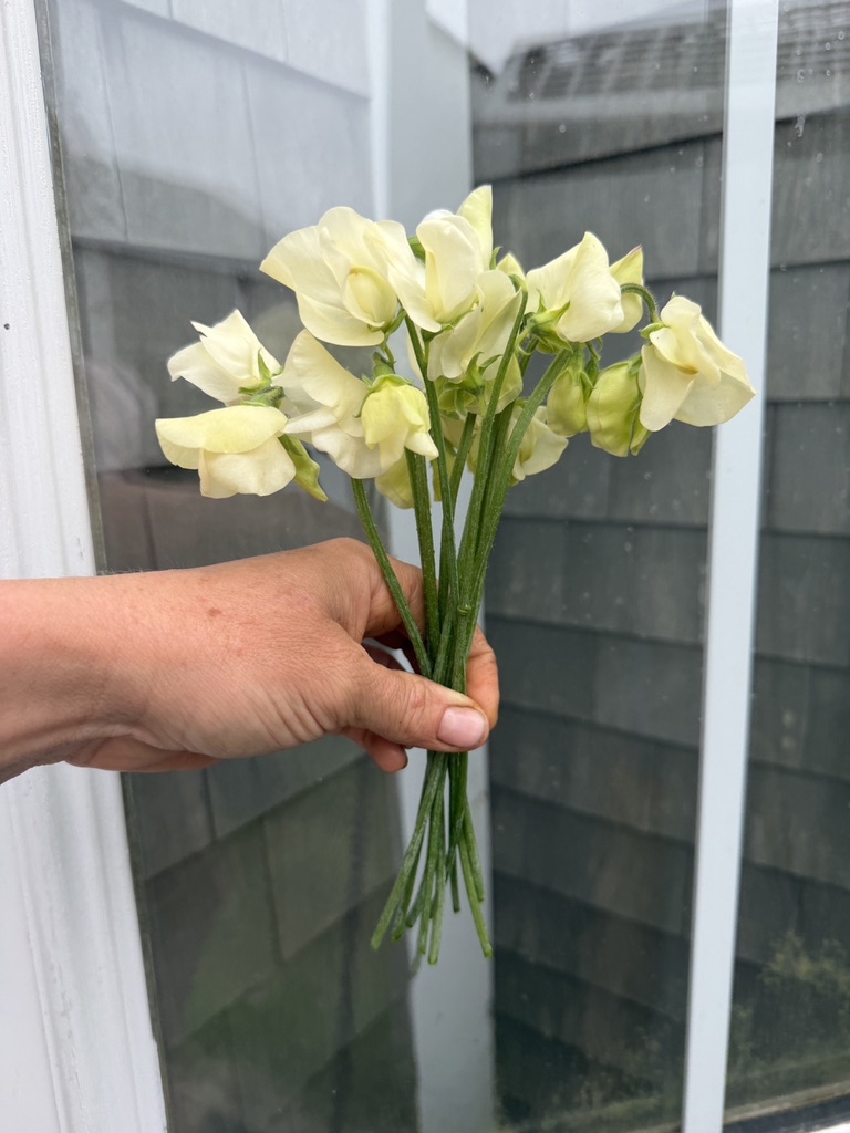 LATHYRUS odoratus Mrs. Collier