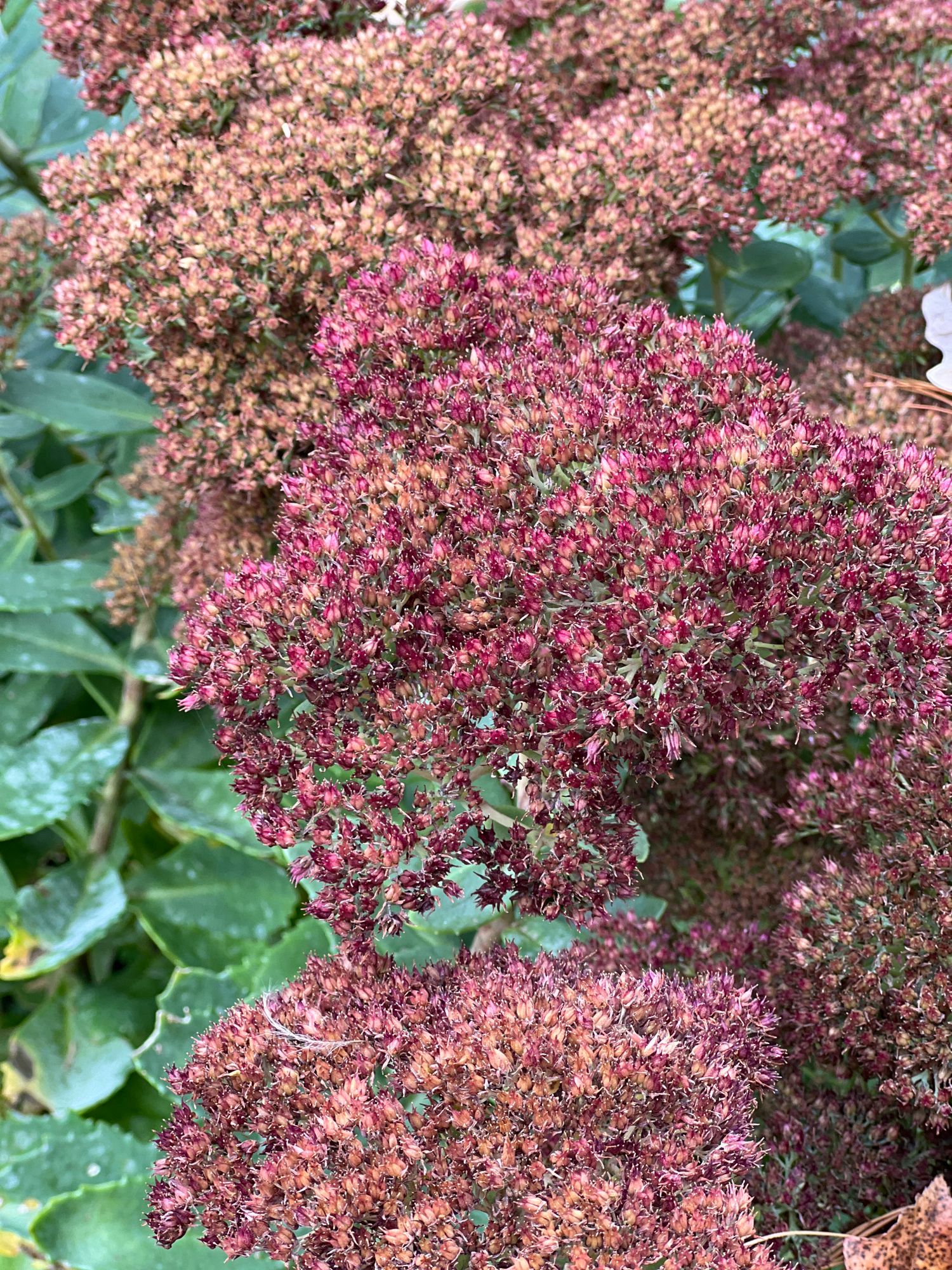 HYLOTELEPHIUM spectabile Autumn Fire