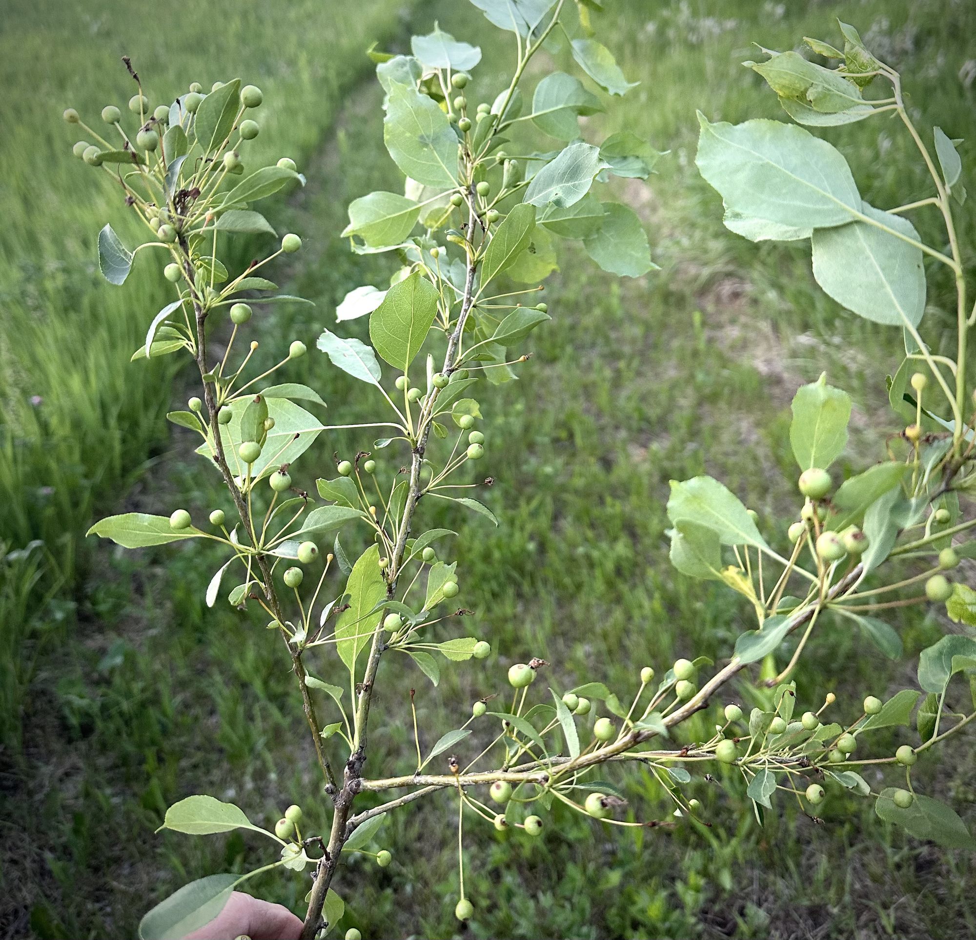 MALUS x micromalus Kaido