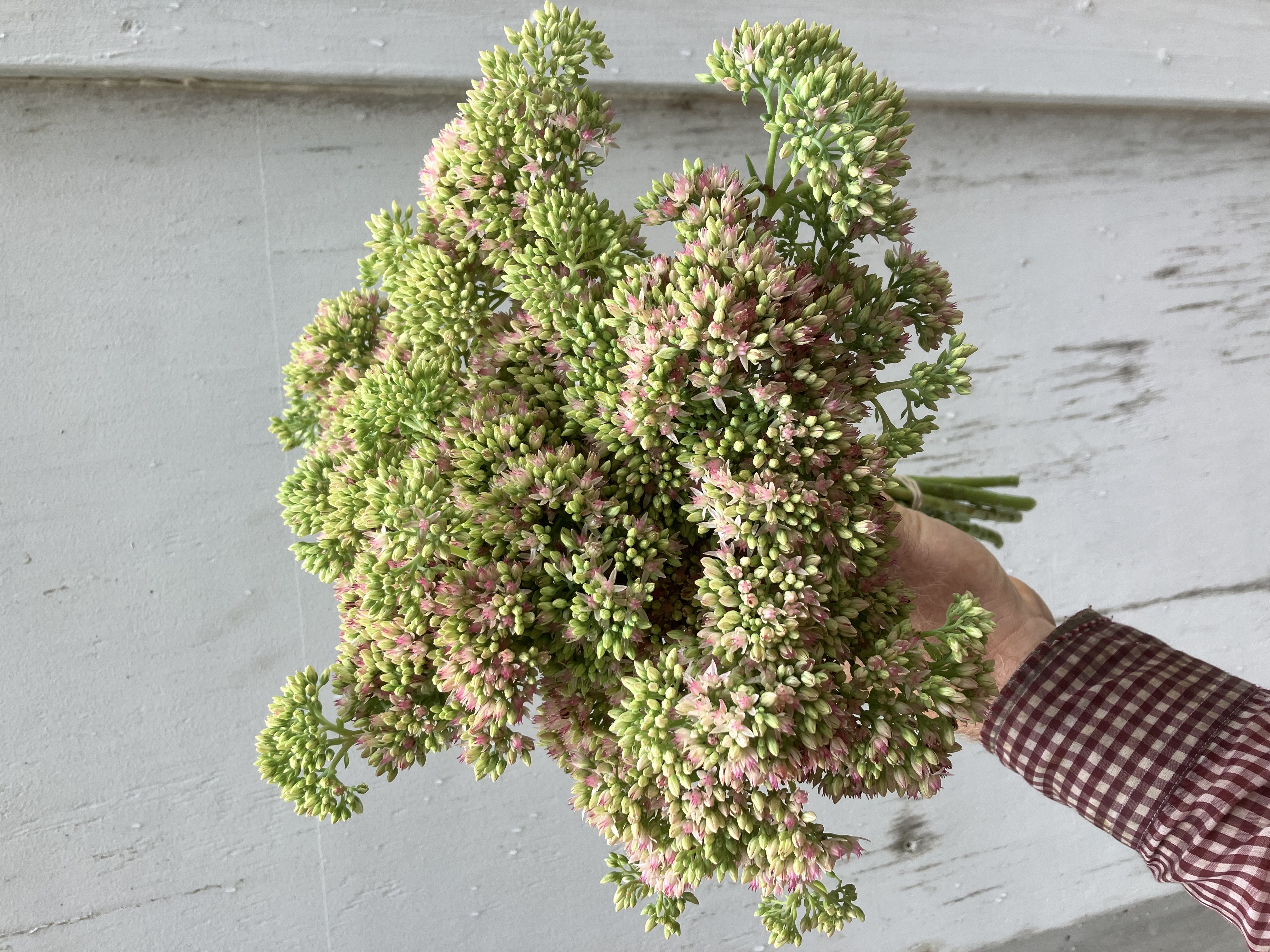 HYLOTELEPHIUM spectabile Autumn Joy