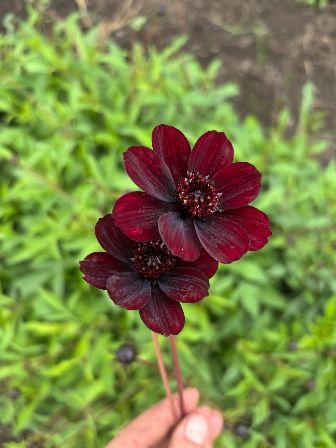 COSMOS atrosanguineus Black Magic