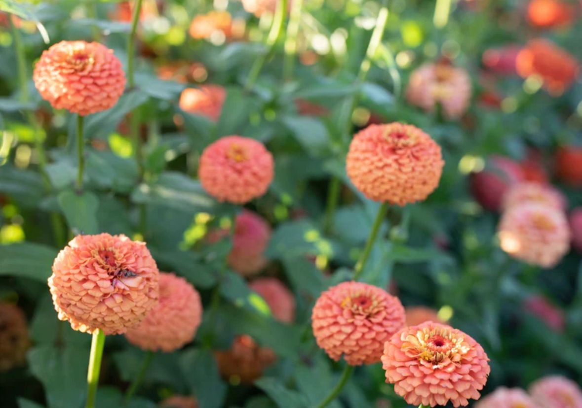 ZINNIA elegans Oklahoma Series
