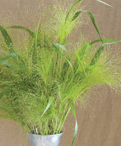 PANICUM elegans