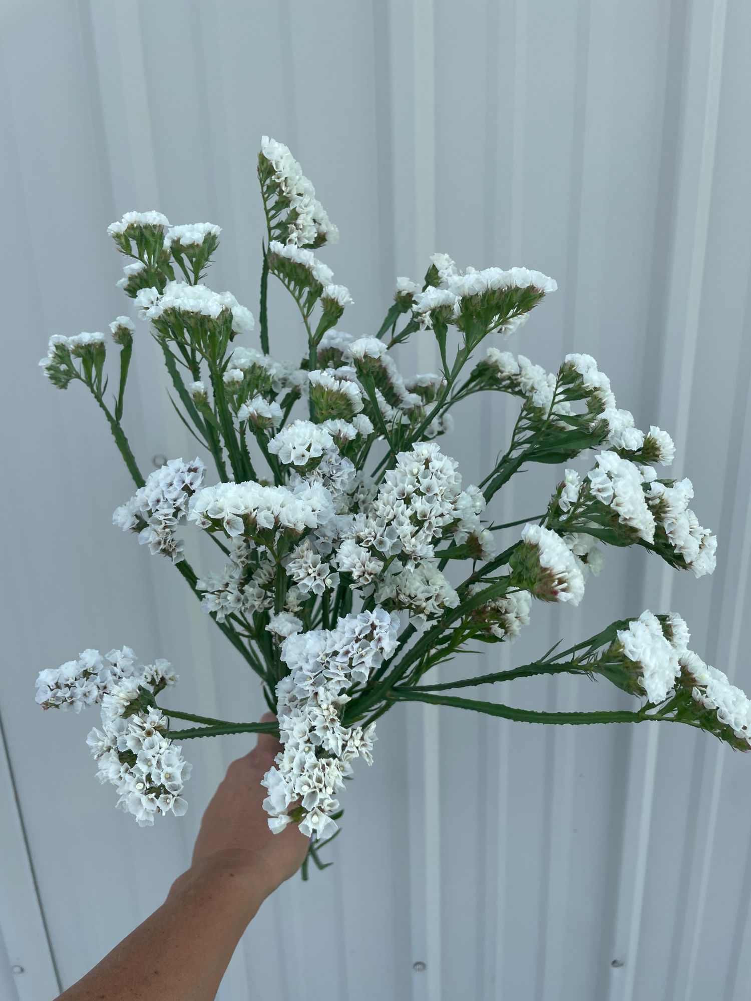 LIMONIUM sinuatum Forever Silver