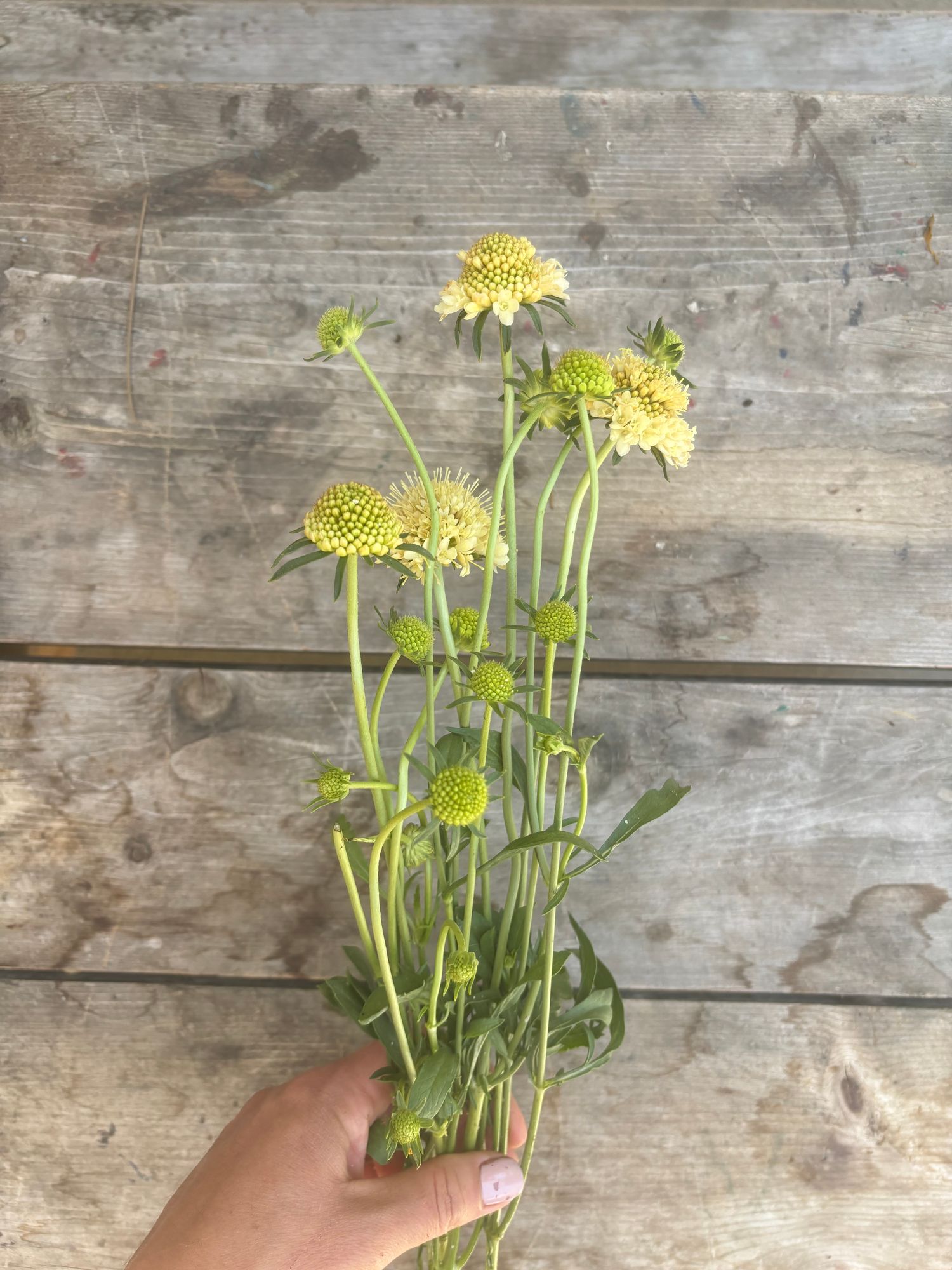 SCABIOSA atropurpurea Fata Morgana