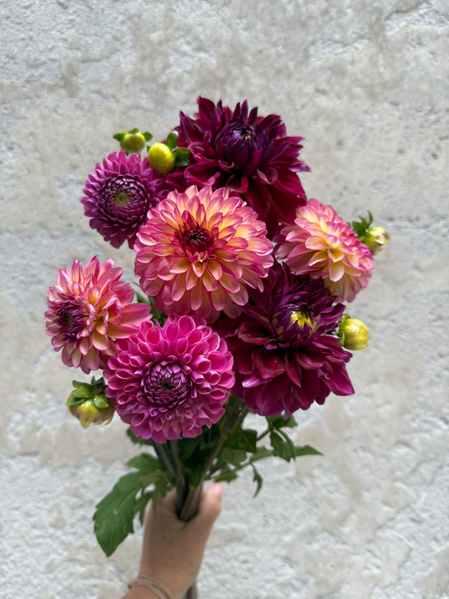 DAHLIA Ball