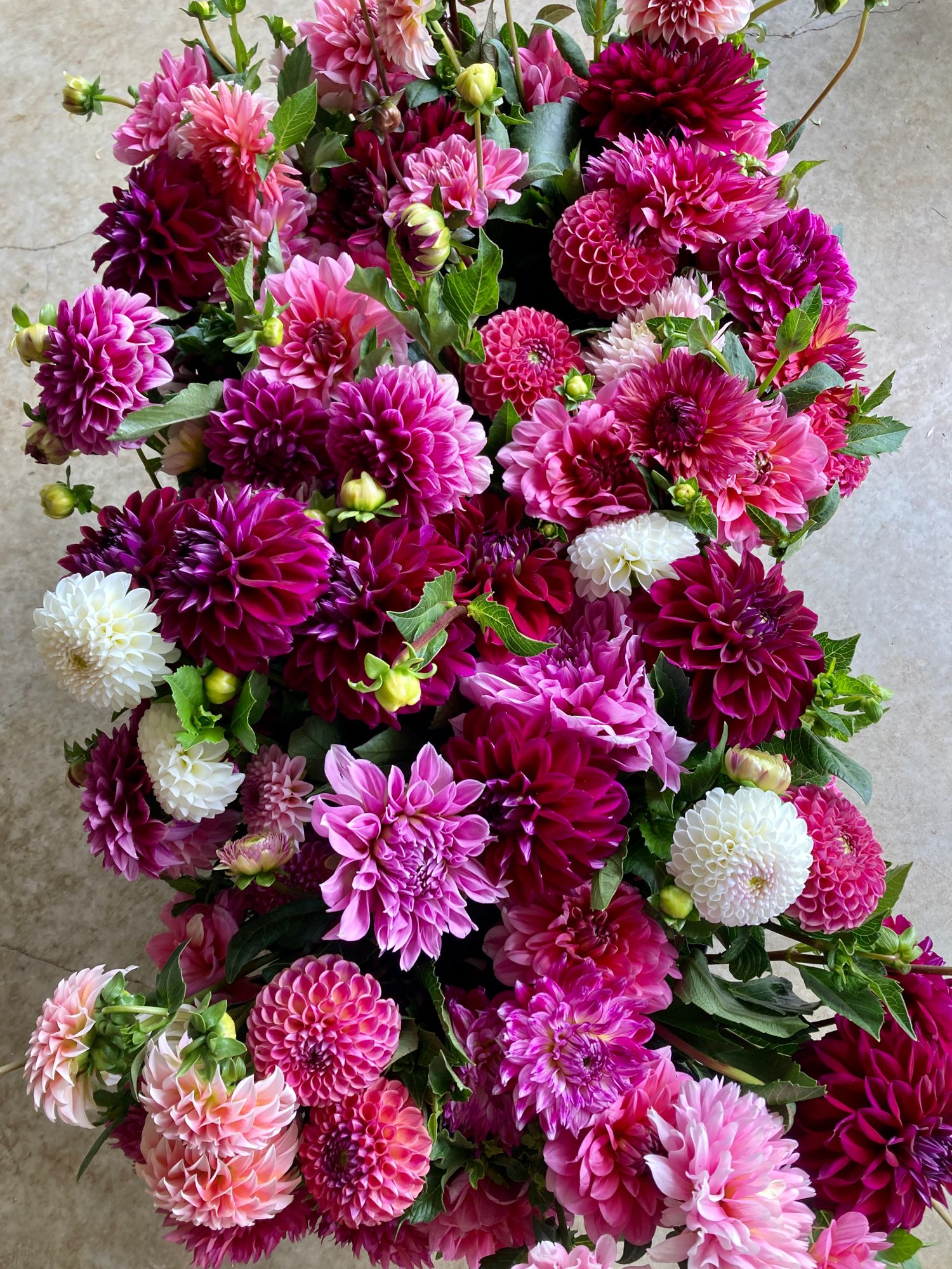 DAHLIA
