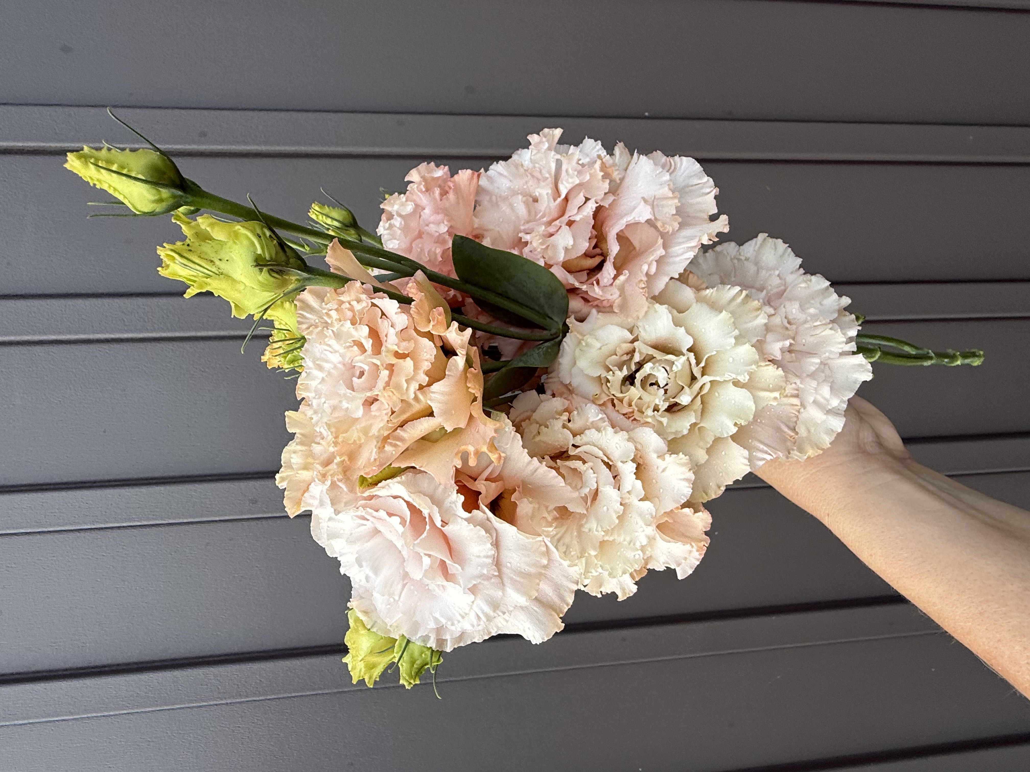 EUSTOMA grandiflorum Voyage Light Apricot