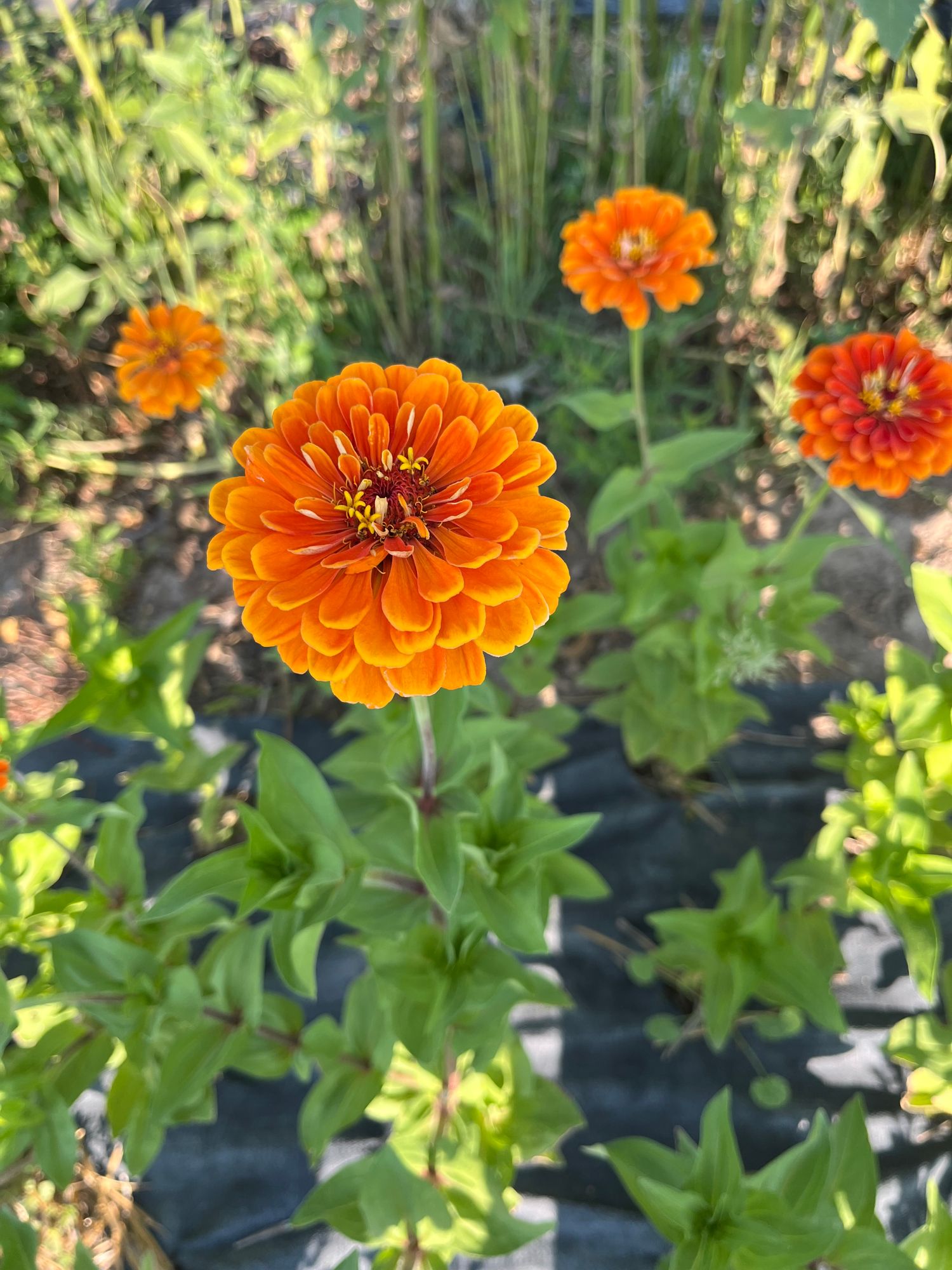 ZINNIA elegans Benarys Giant