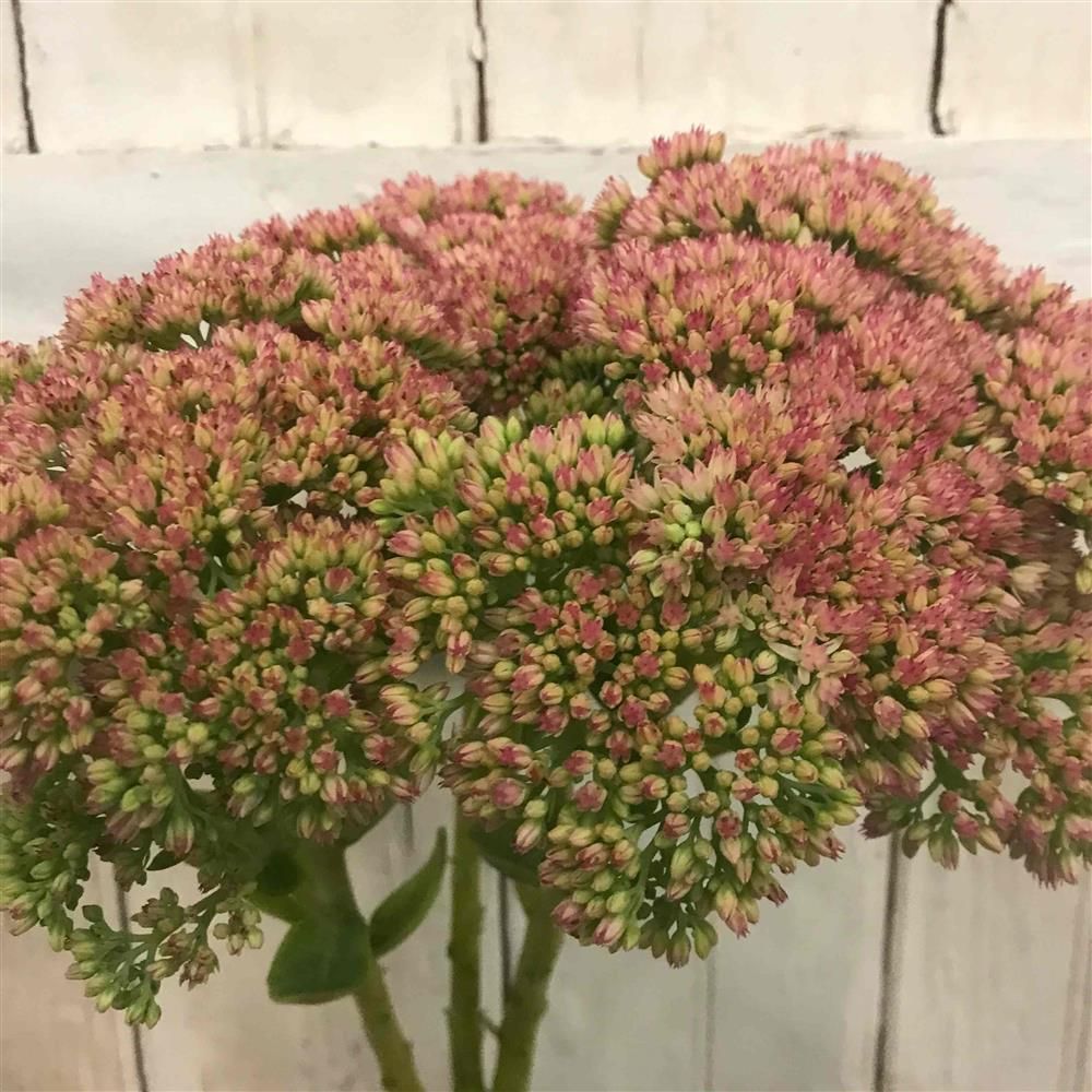 HYLOTELEPHIUM spectabile Autumn Joy