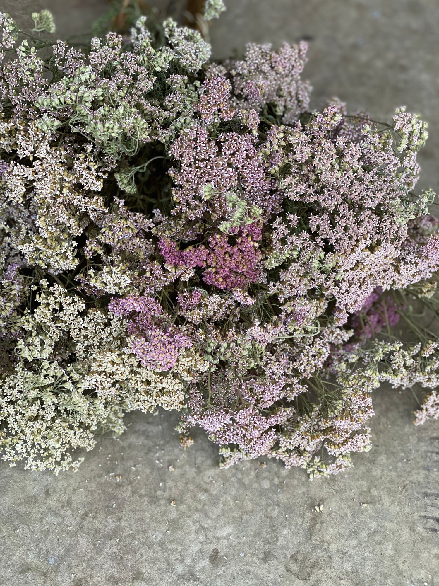 ACHILLEA millefolium