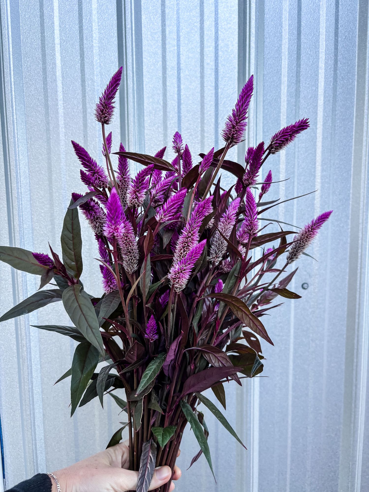 CELOSIA argentea spicata Flamingo Purple