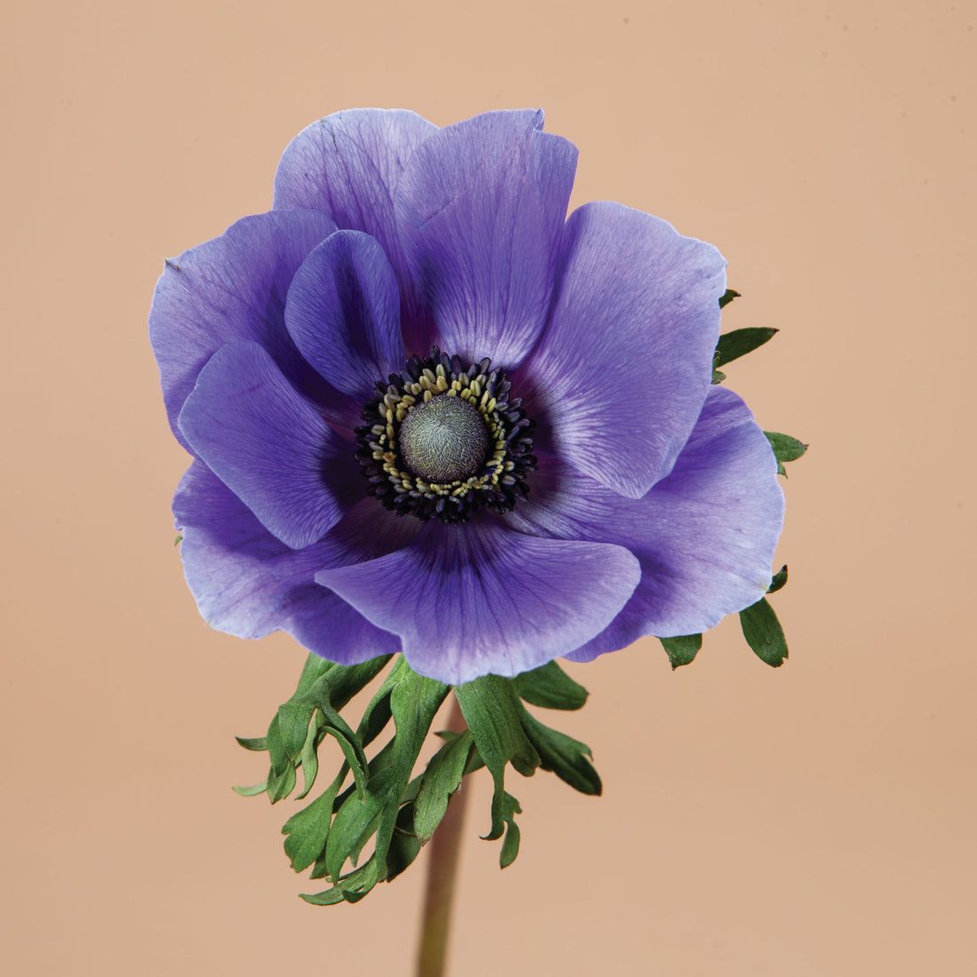 ANEMONE coronaria Meron Blue