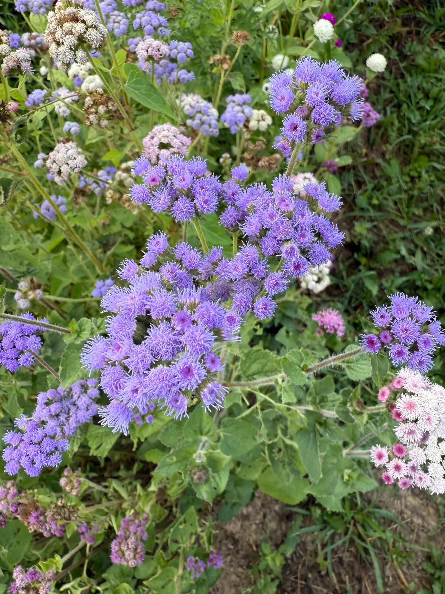 AGERATUM houstonianum Dondo