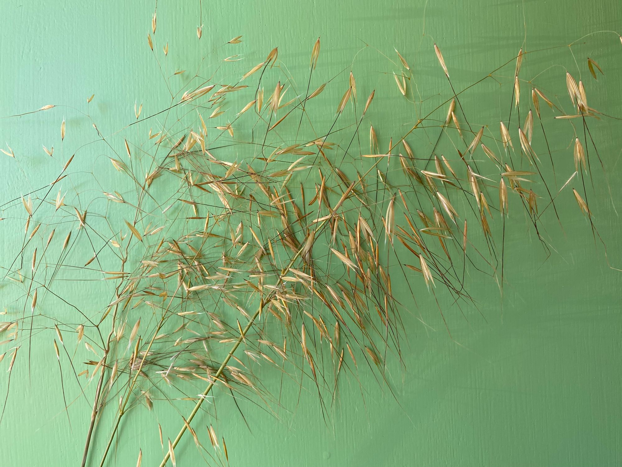 ORNAMENTAL GRASS