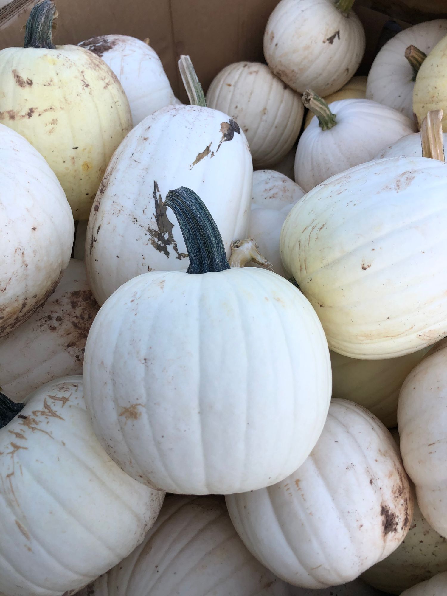 Small White Pumpkin