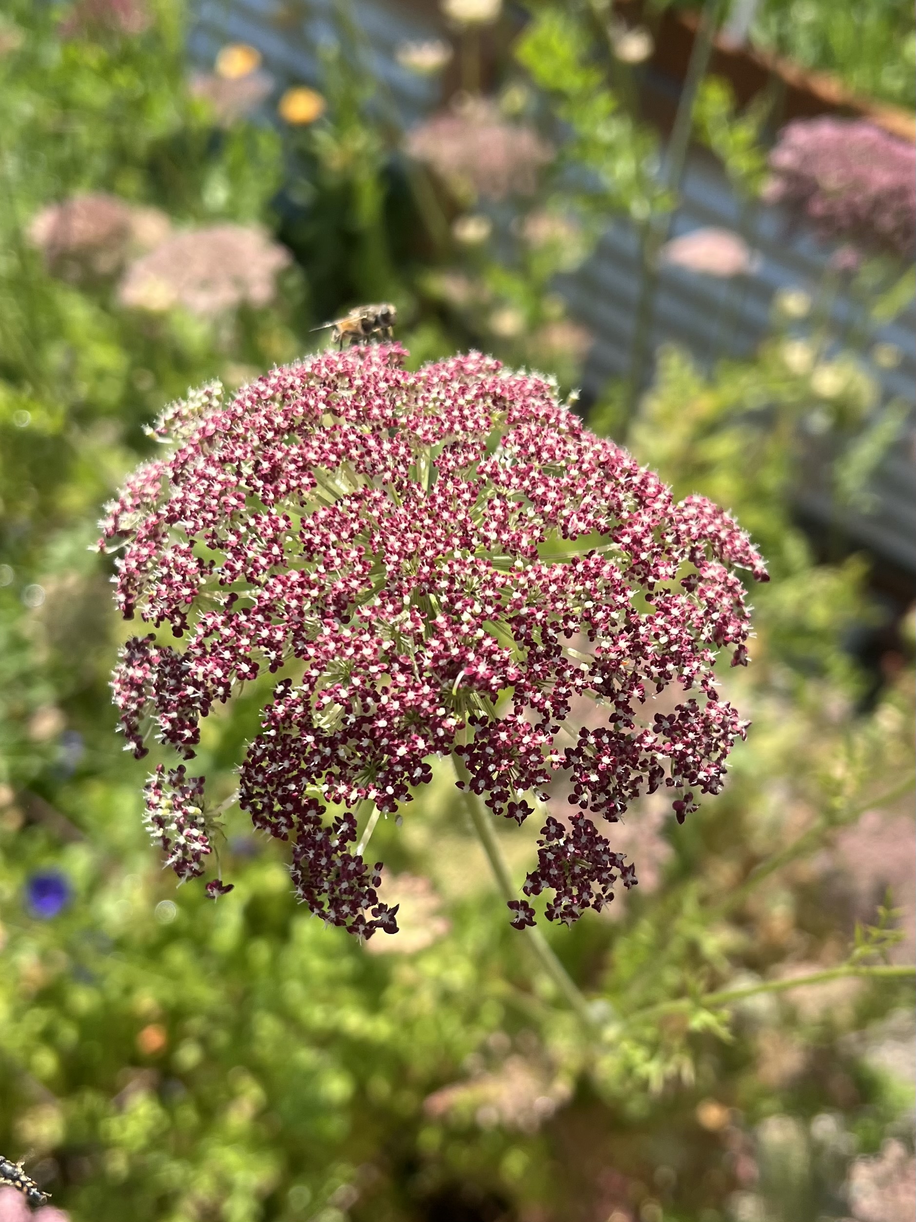 DAUCUS carota Dara