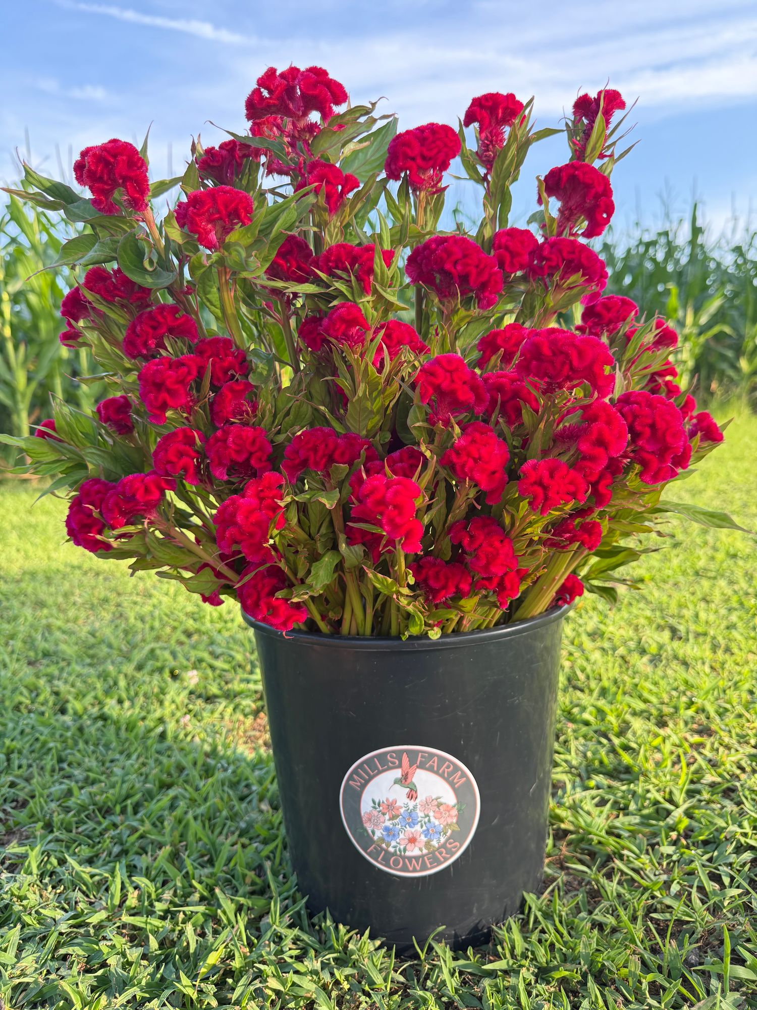 CELOSIA argentea var. cristata Chief Carmine