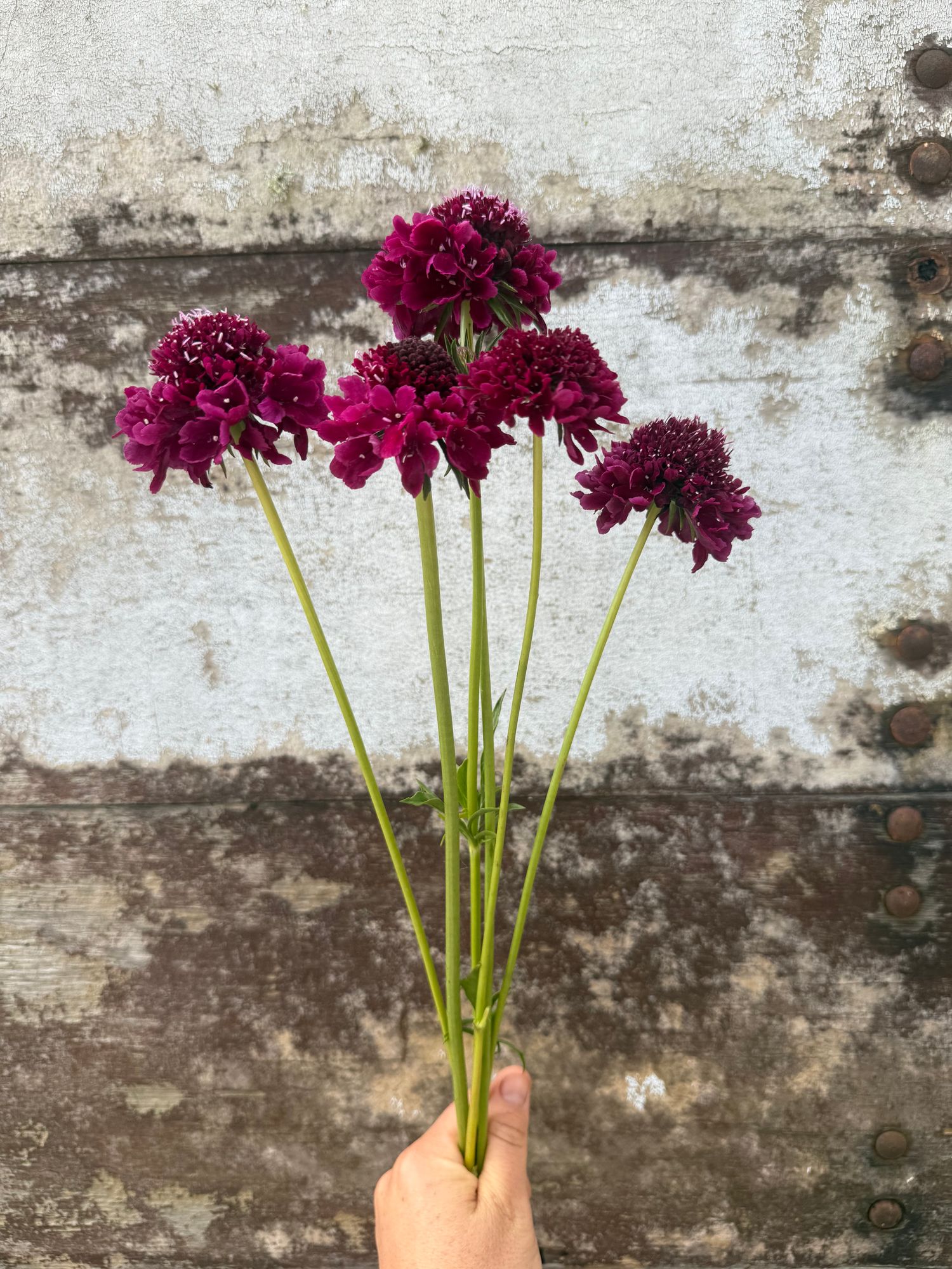 SCABIOSA atropurpurea x caucasica Scoop Blackberry