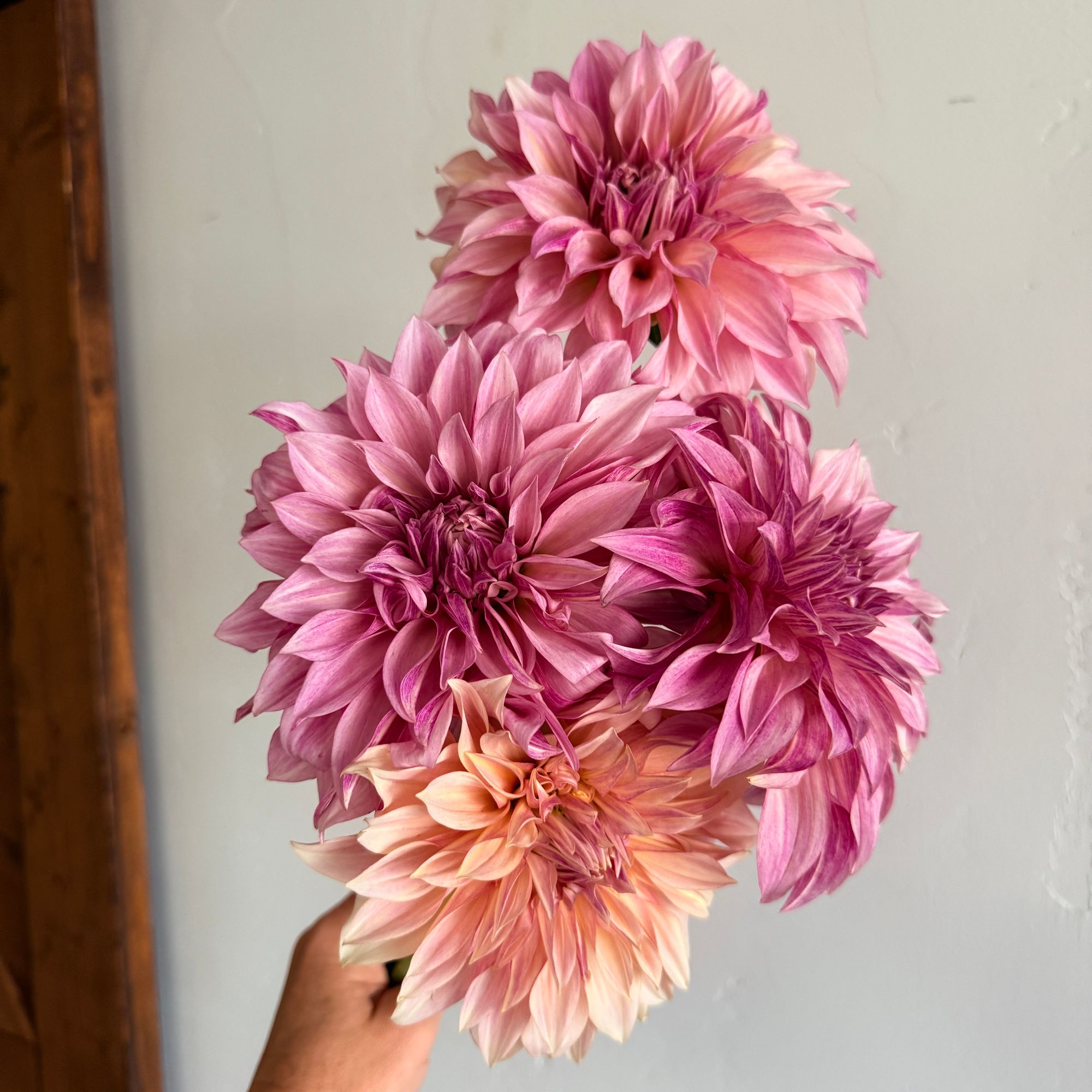 DAHLIA Cafe Au Lait
