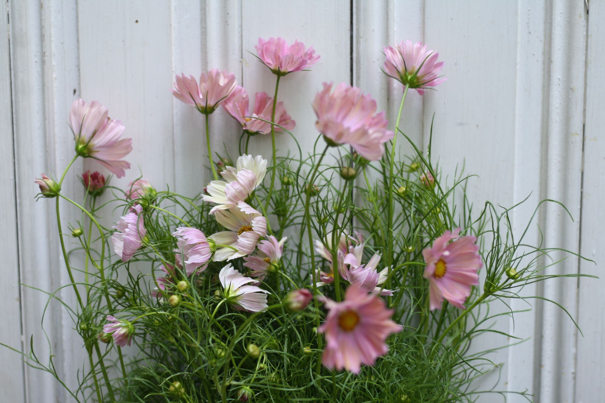 COSMOS bipinnatus