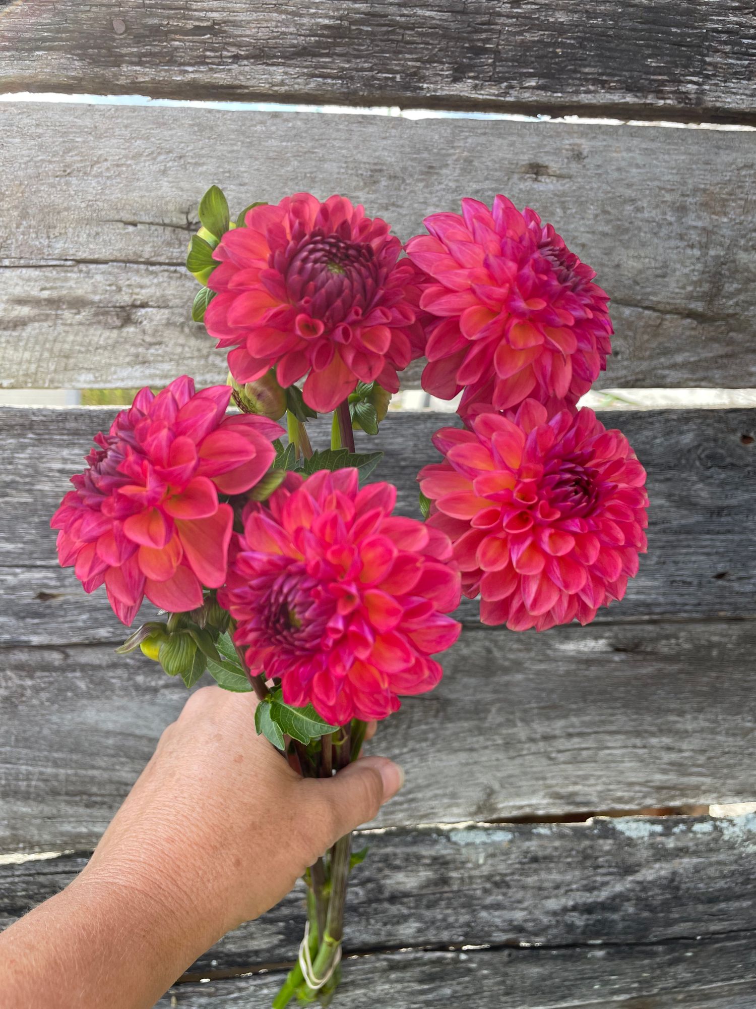 DAHLIA Doodlebug