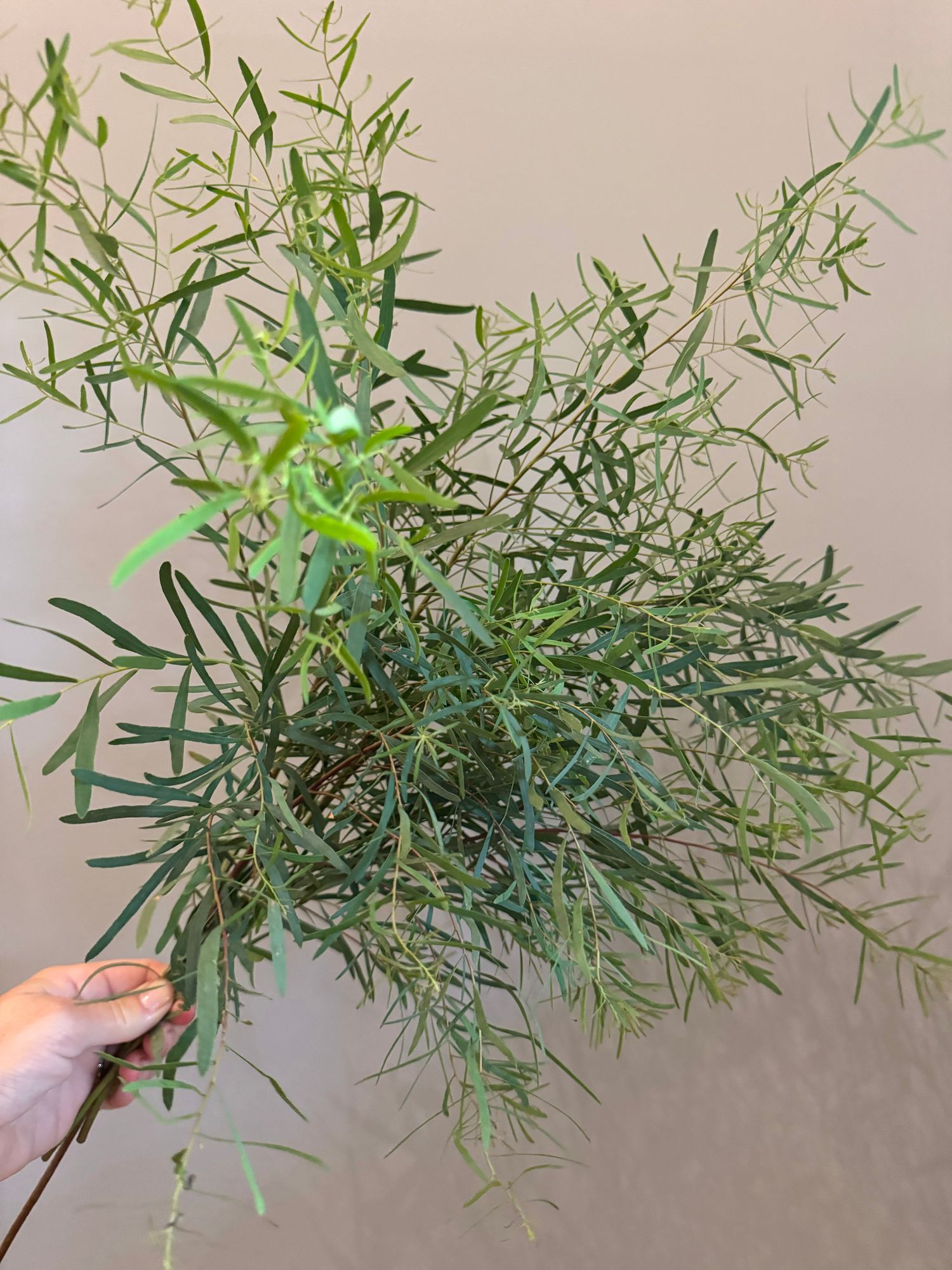 EUCALYPTUS nicholii
