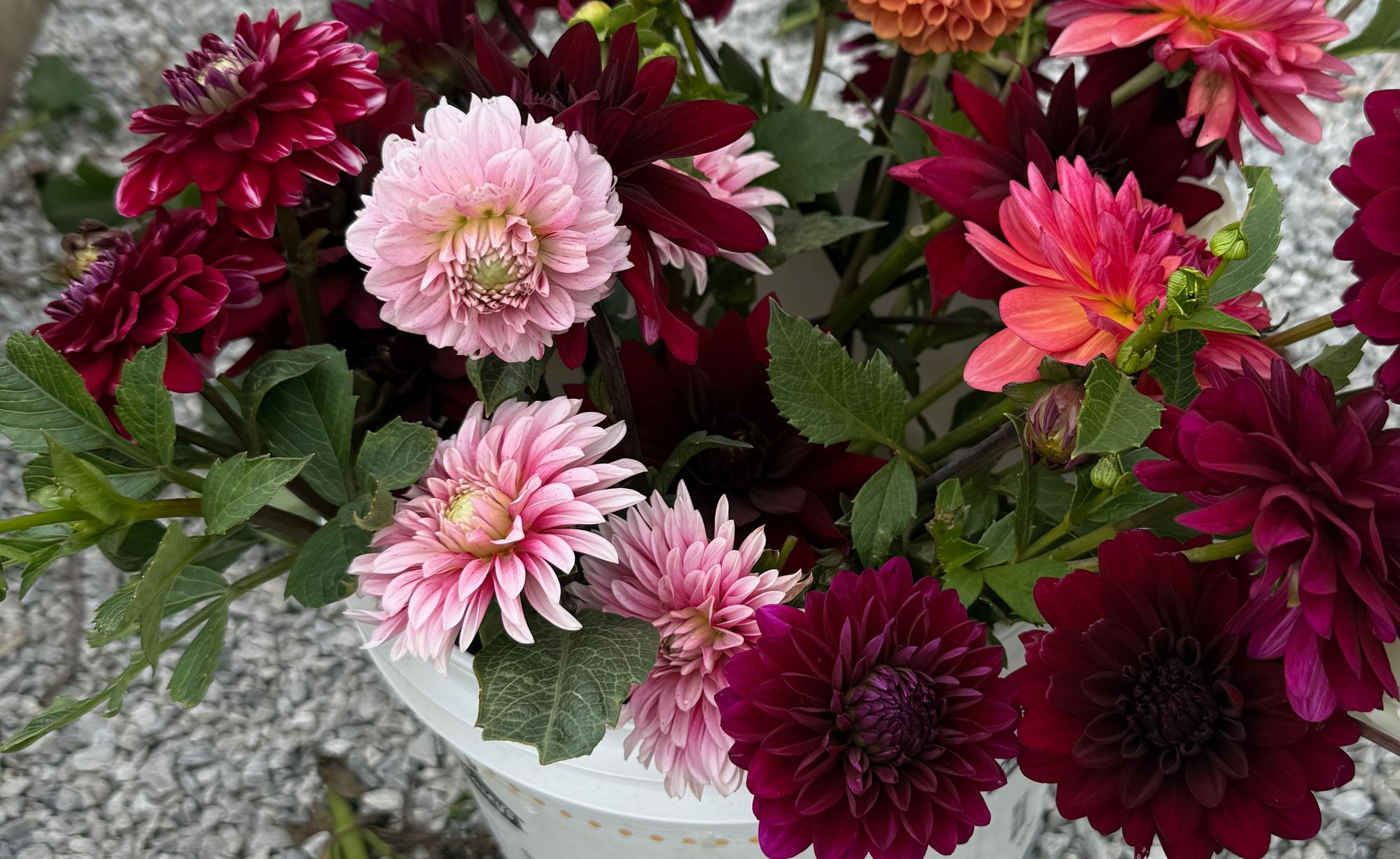 DAHLIA