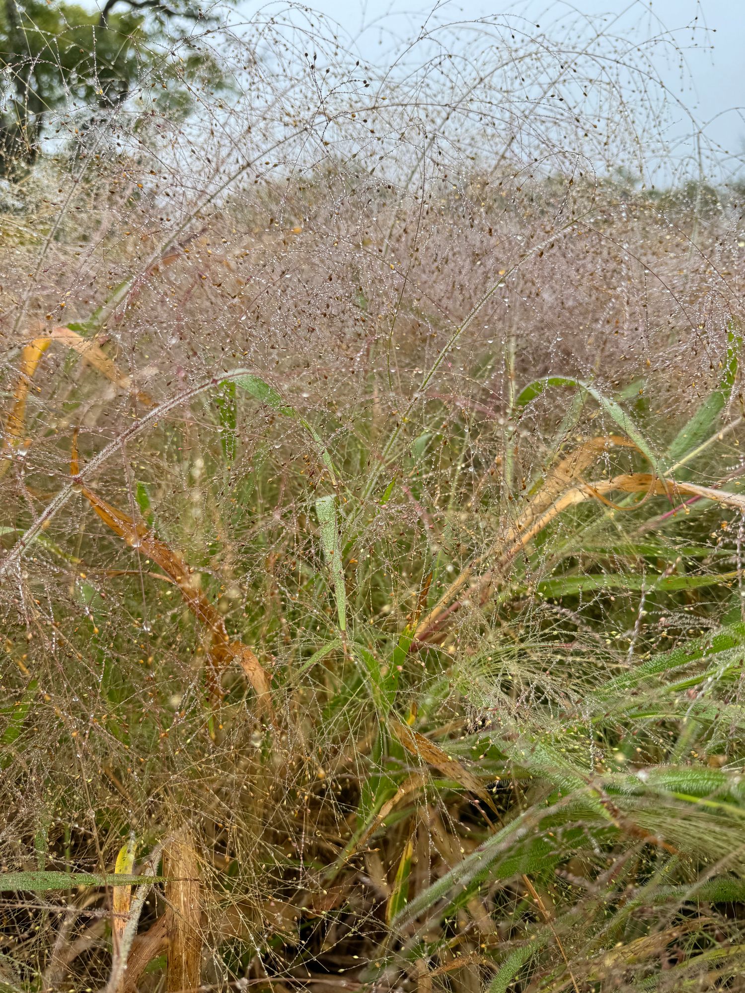 PANICUM elegans