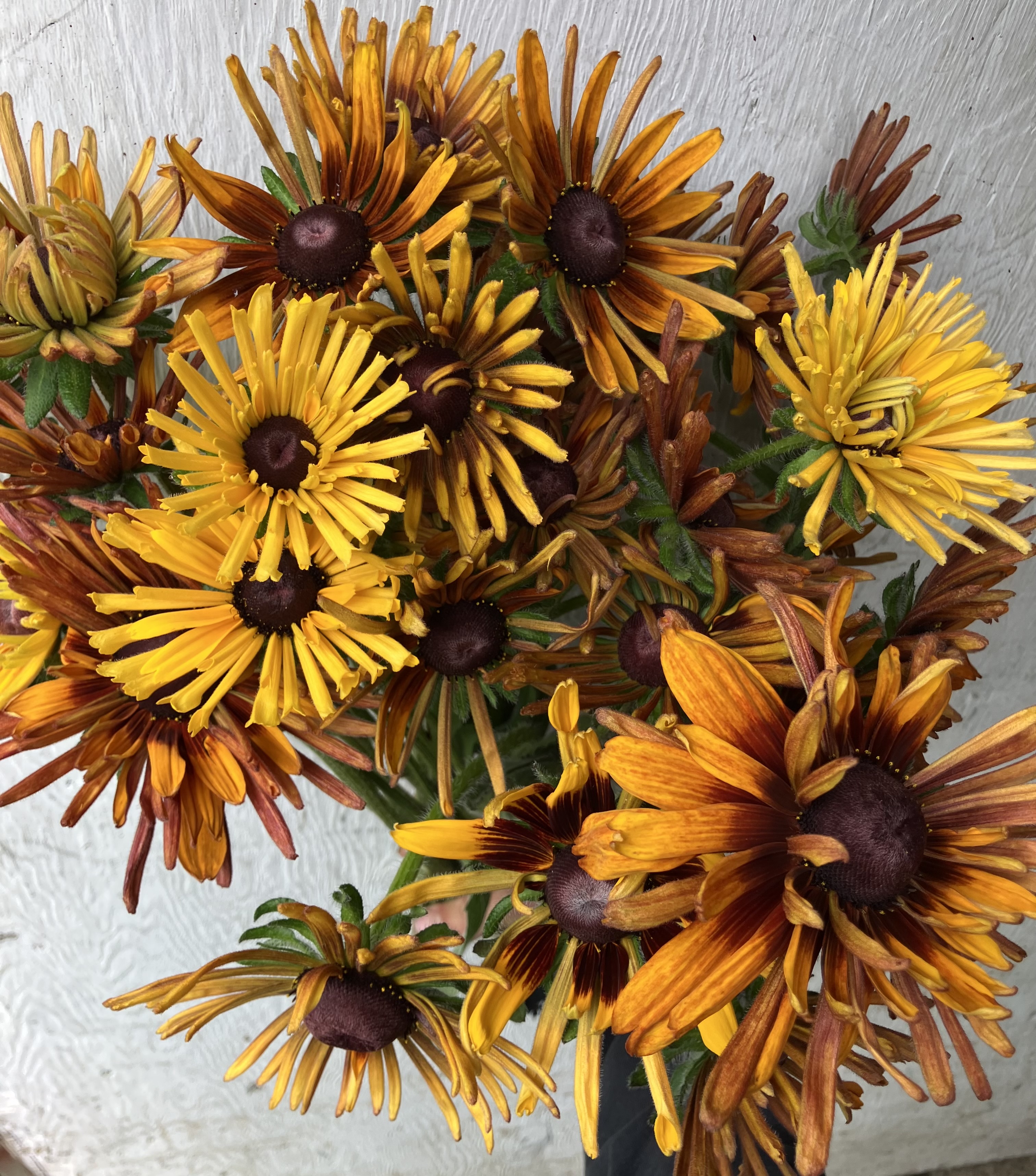 RUDBECKIA hirta Chim Chiminee