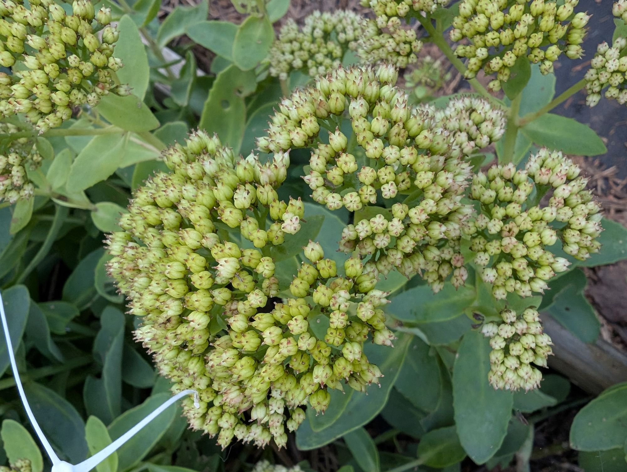 HYLOTELEPHIUM x Rock 'N Grow Lemonjade