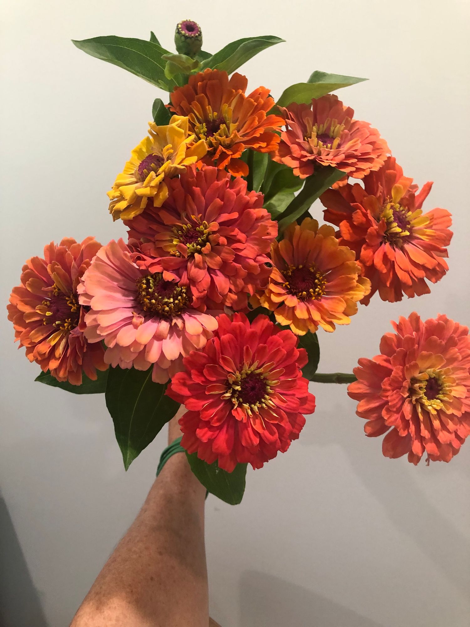 ZINNIA elegans Aurora