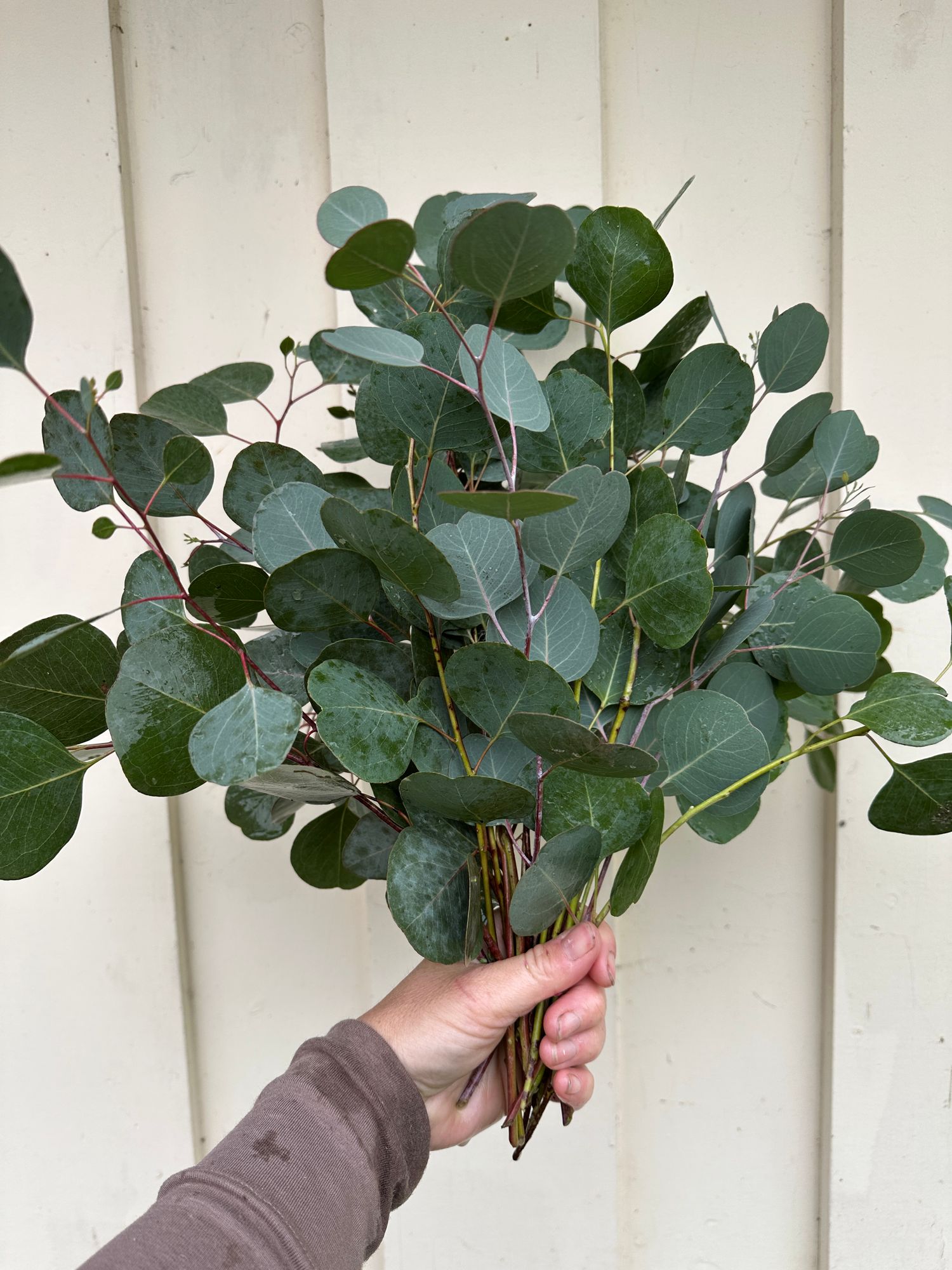 EUCALYPTUS cinerea