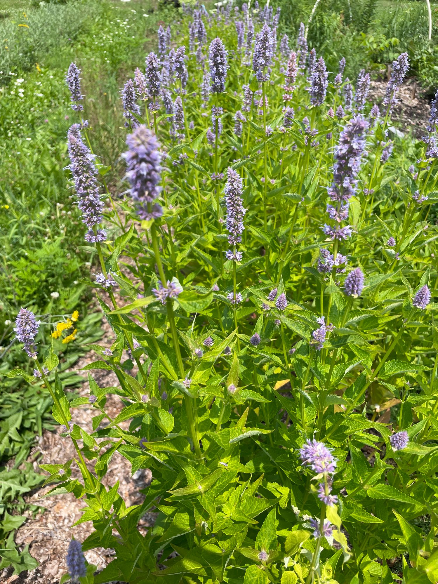 AGASTACHE foeniculum