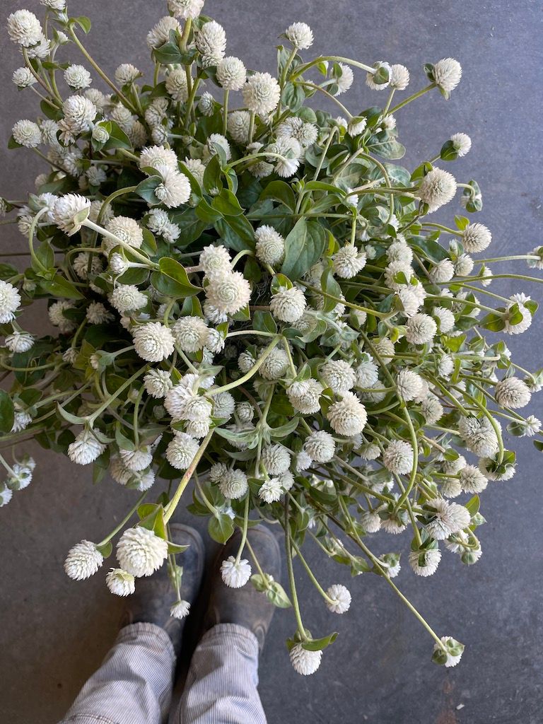 GOMPHRENA globosa