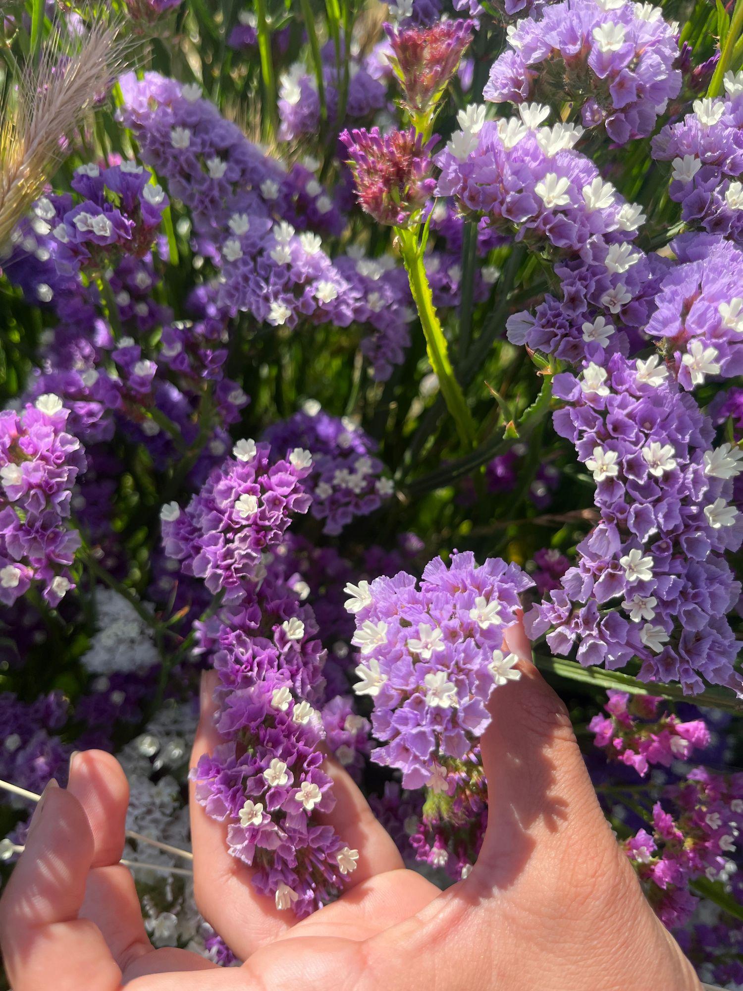 LIMONIUM sinuatum