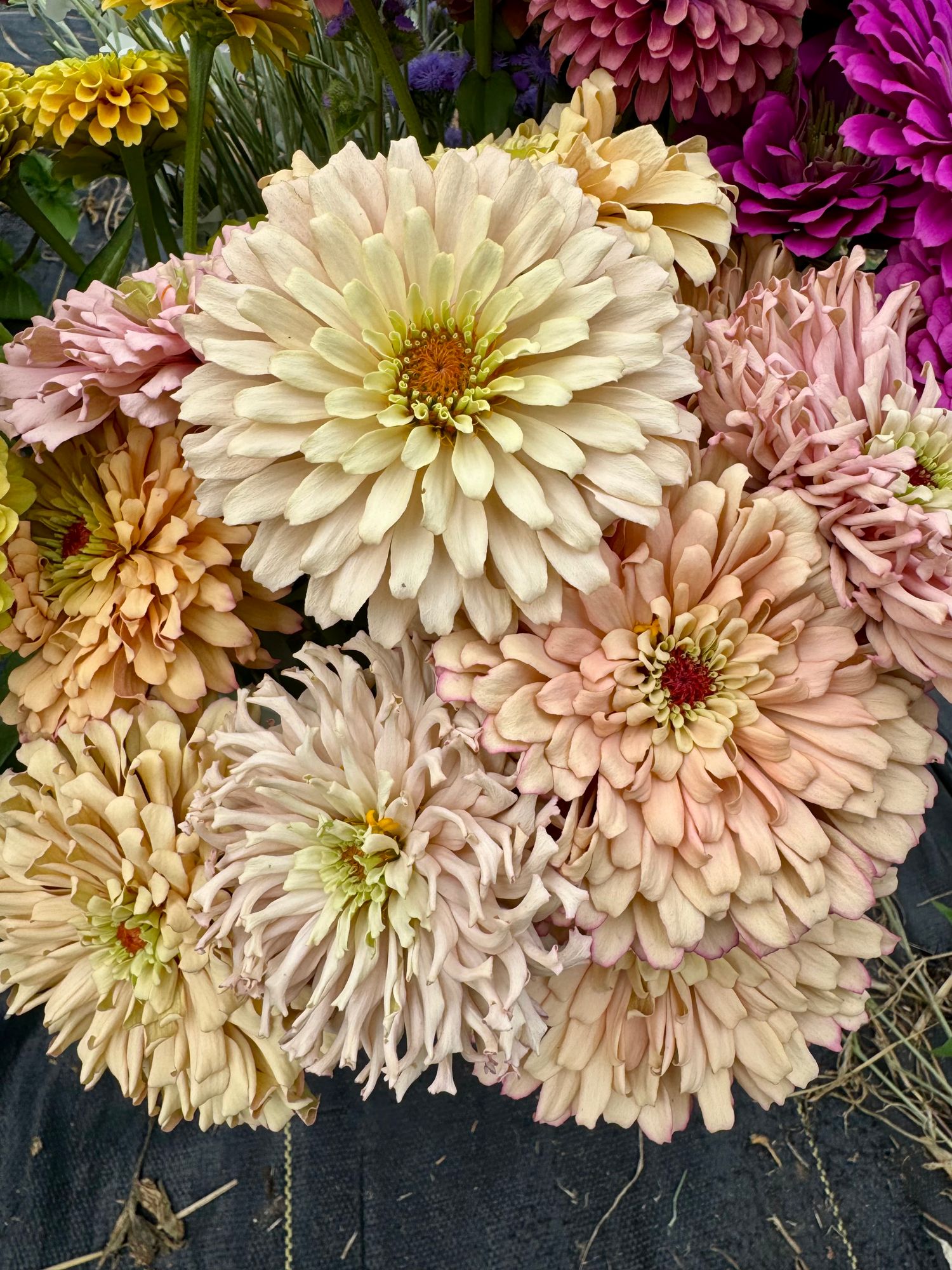 ZINNIA elegans Ballerina