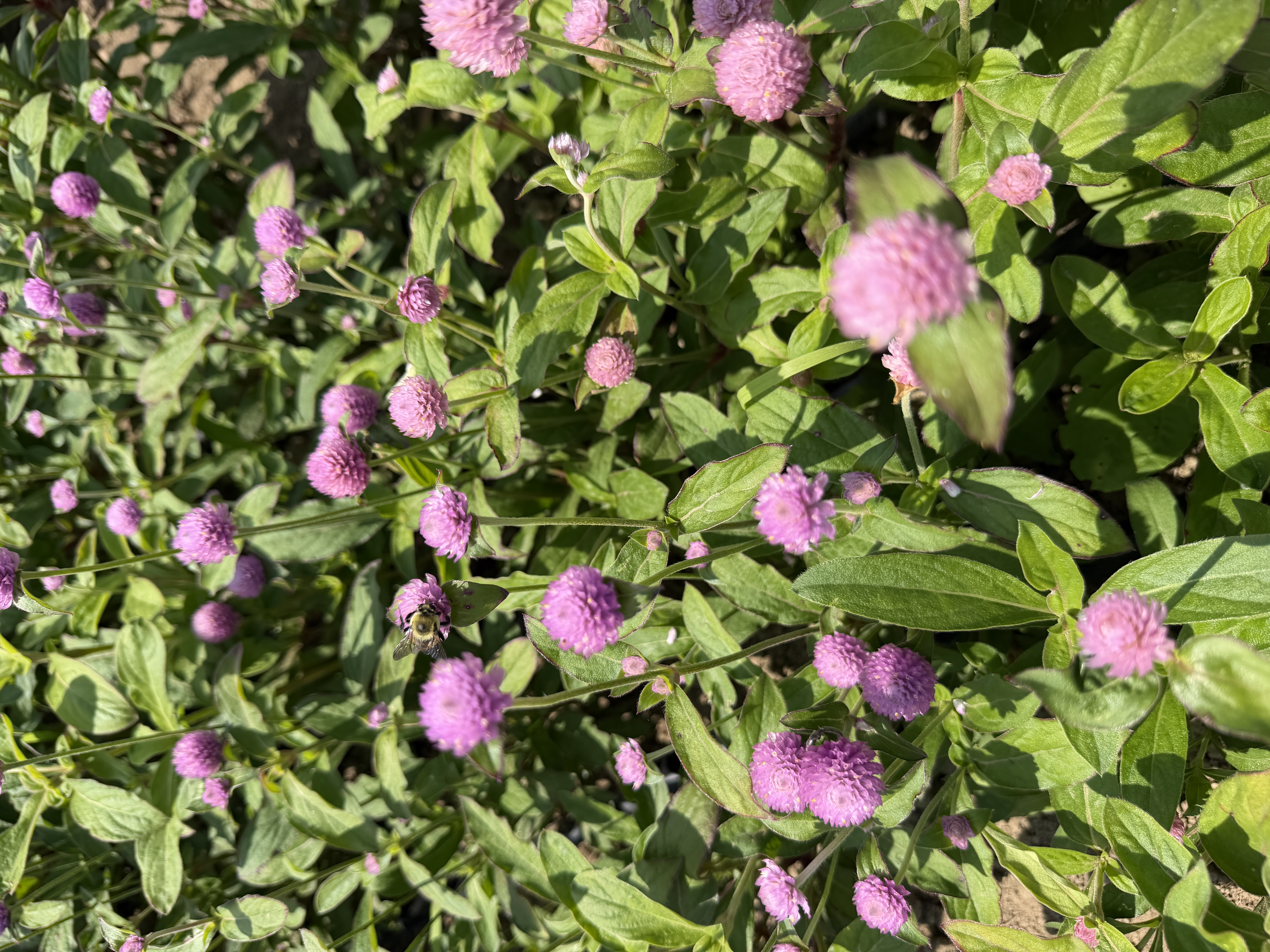 GOMPHRENA globosa Raspberry Cream