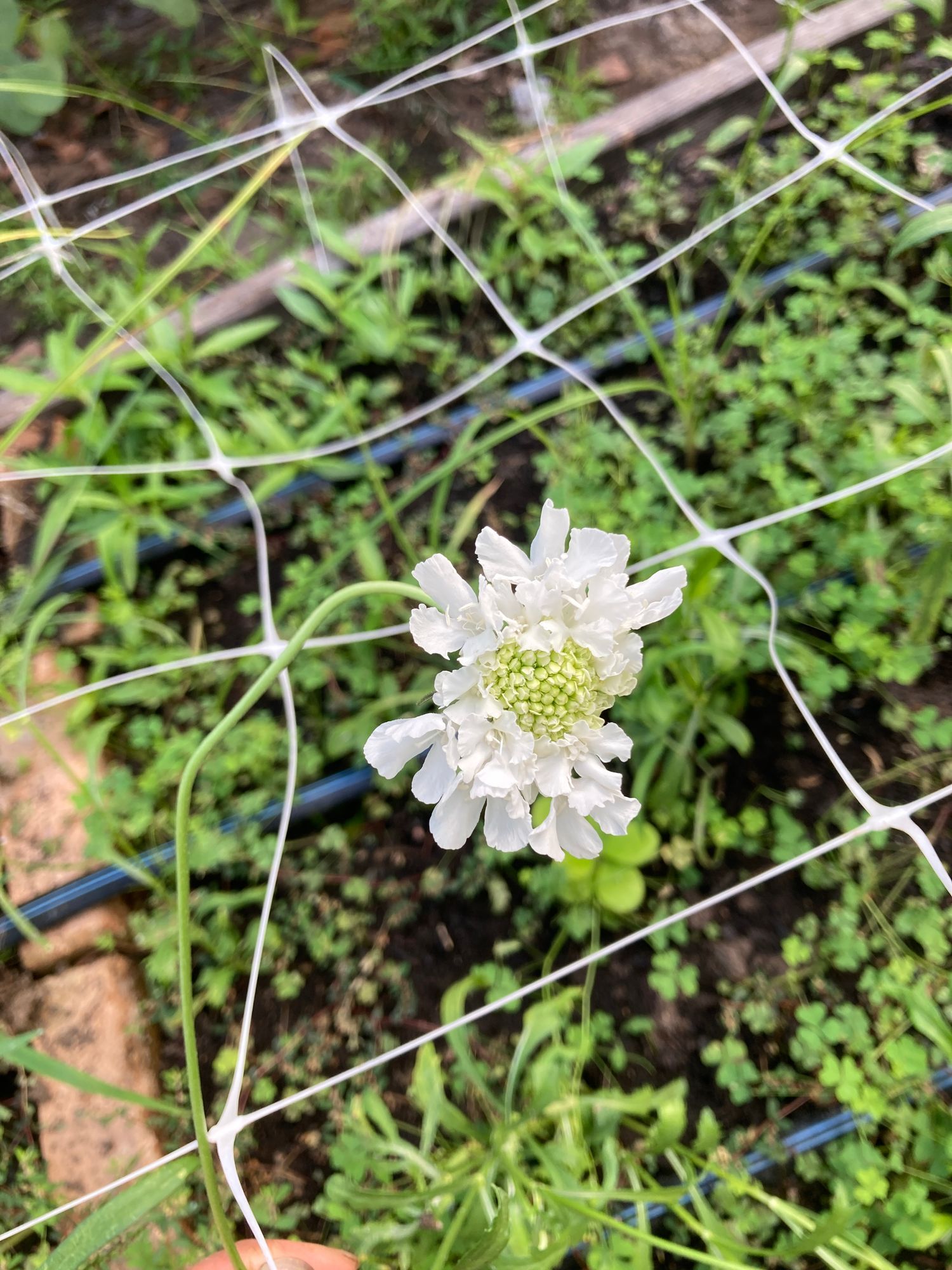 SCABIOSA atropurpurea x caucasica Focal Scoop White