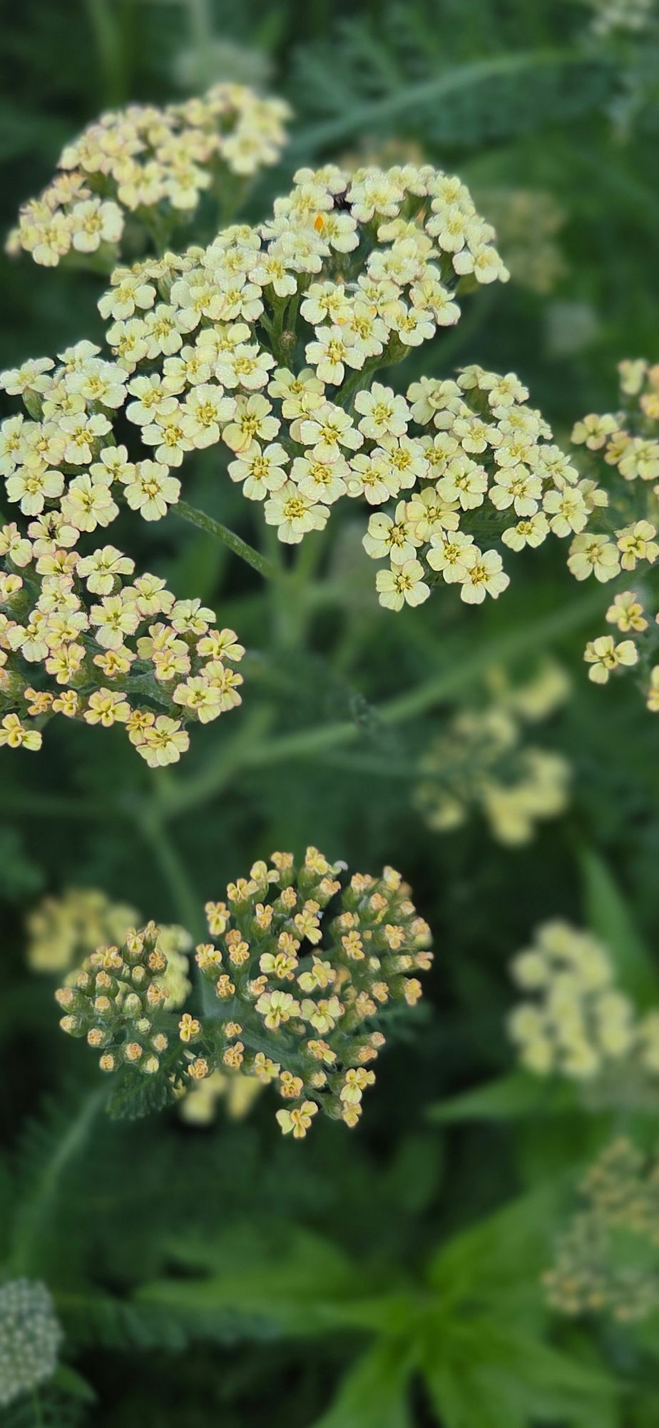 ACHILLEA ageratifolia