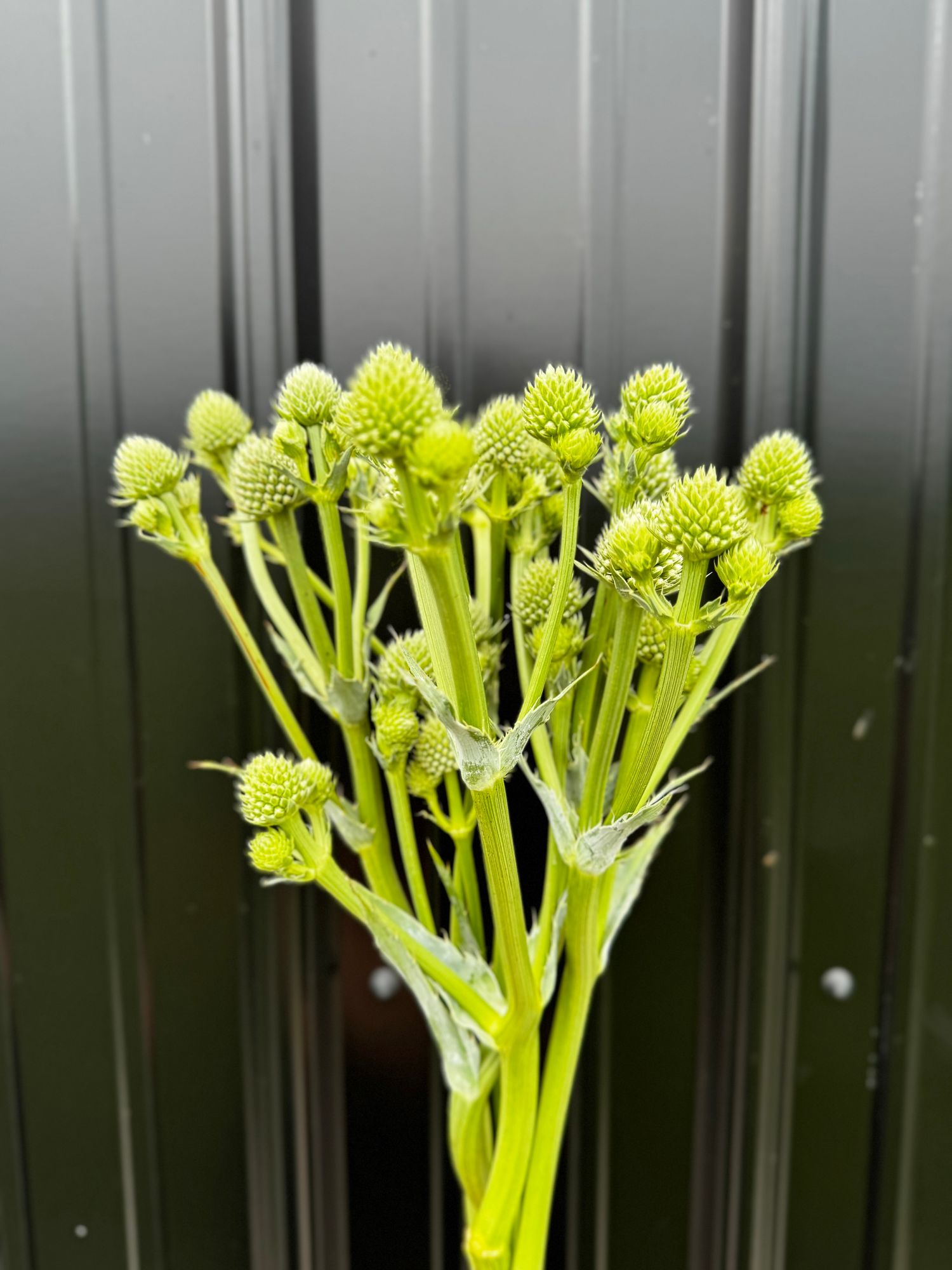 ERYNGIUM yuccifolium