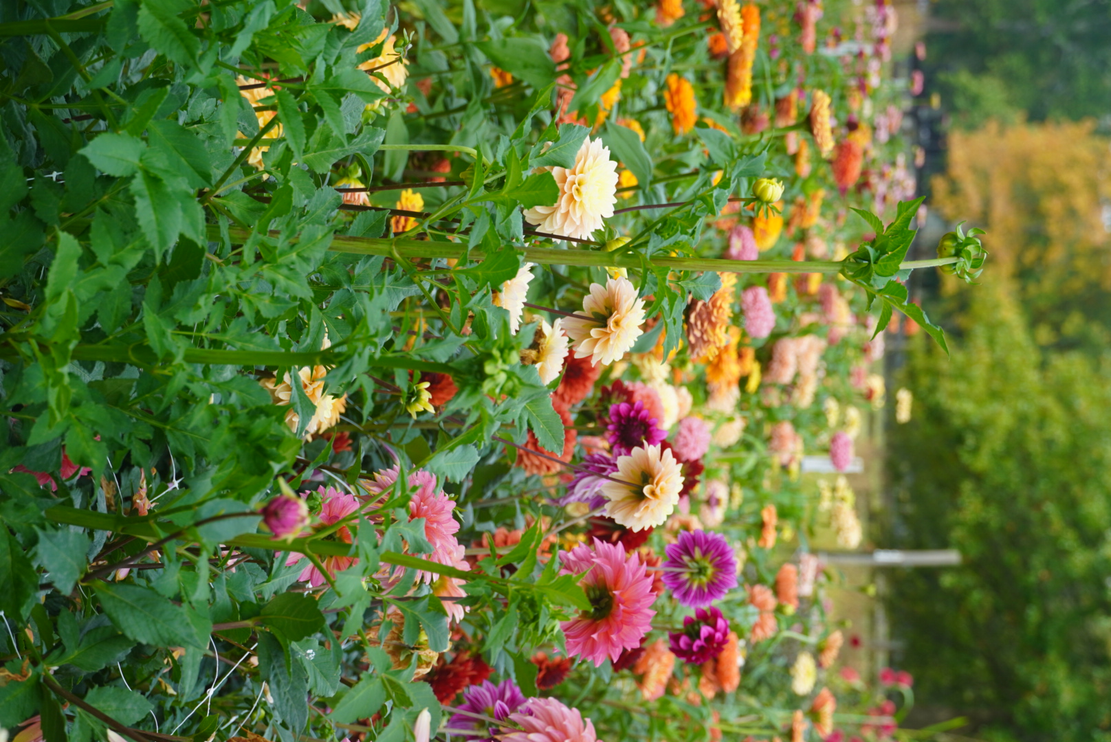 Mixed Dahlia Bucket