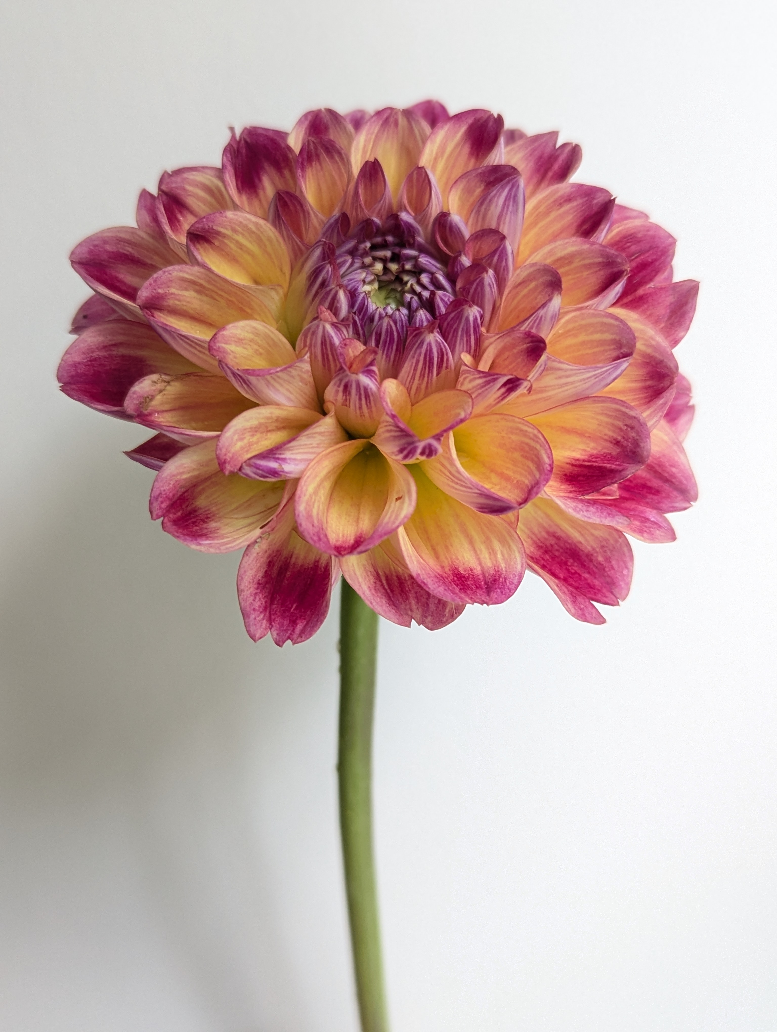 DAHLIA Coseytown Penny