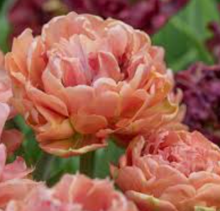TULIPA Pink Star