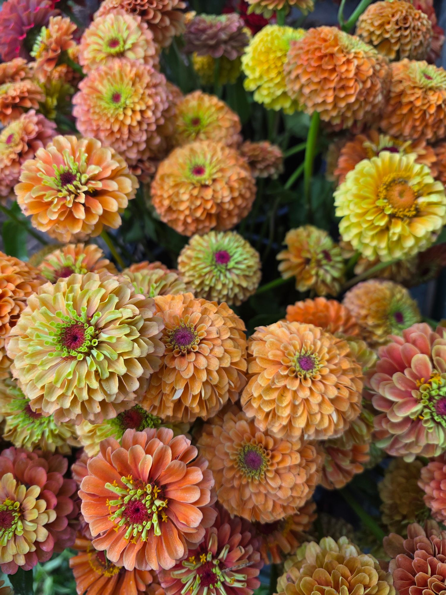 ZINNIA elegans Queeny Series