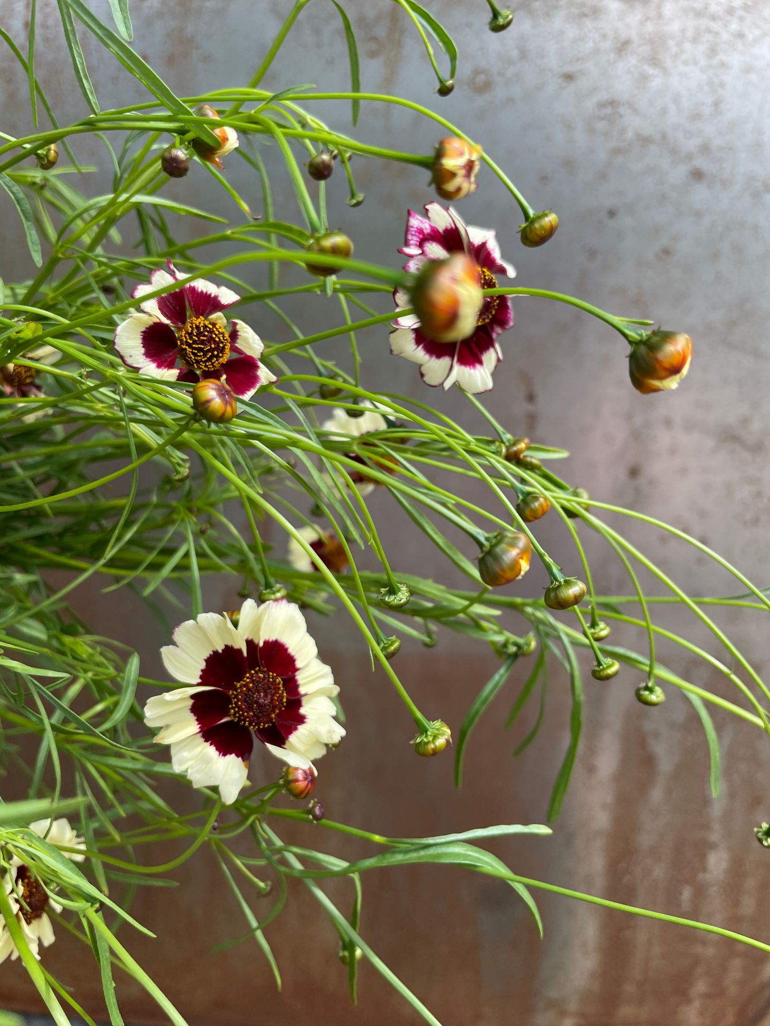 COREOPSIS x Incredible