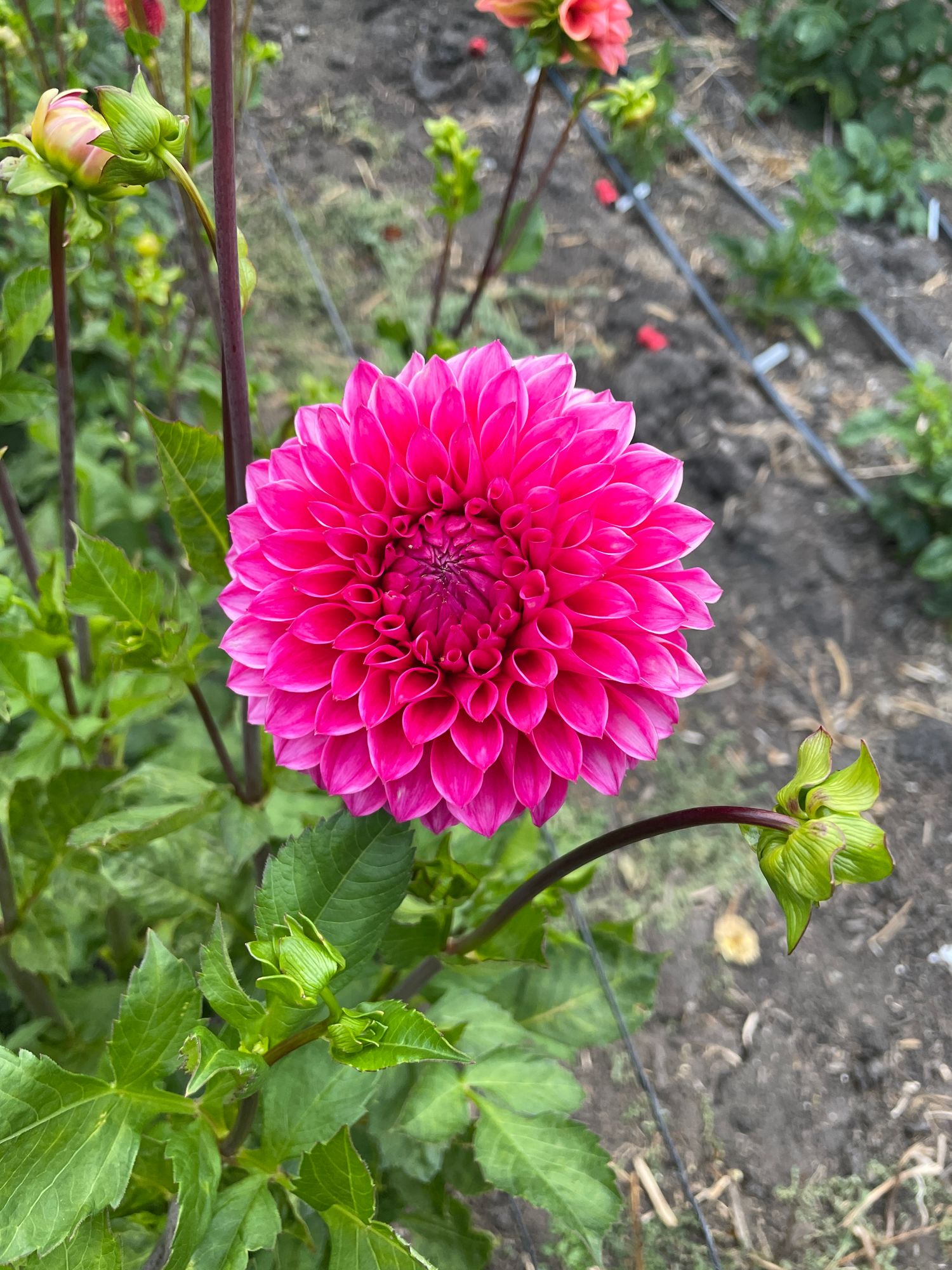 DAHLIA Ball