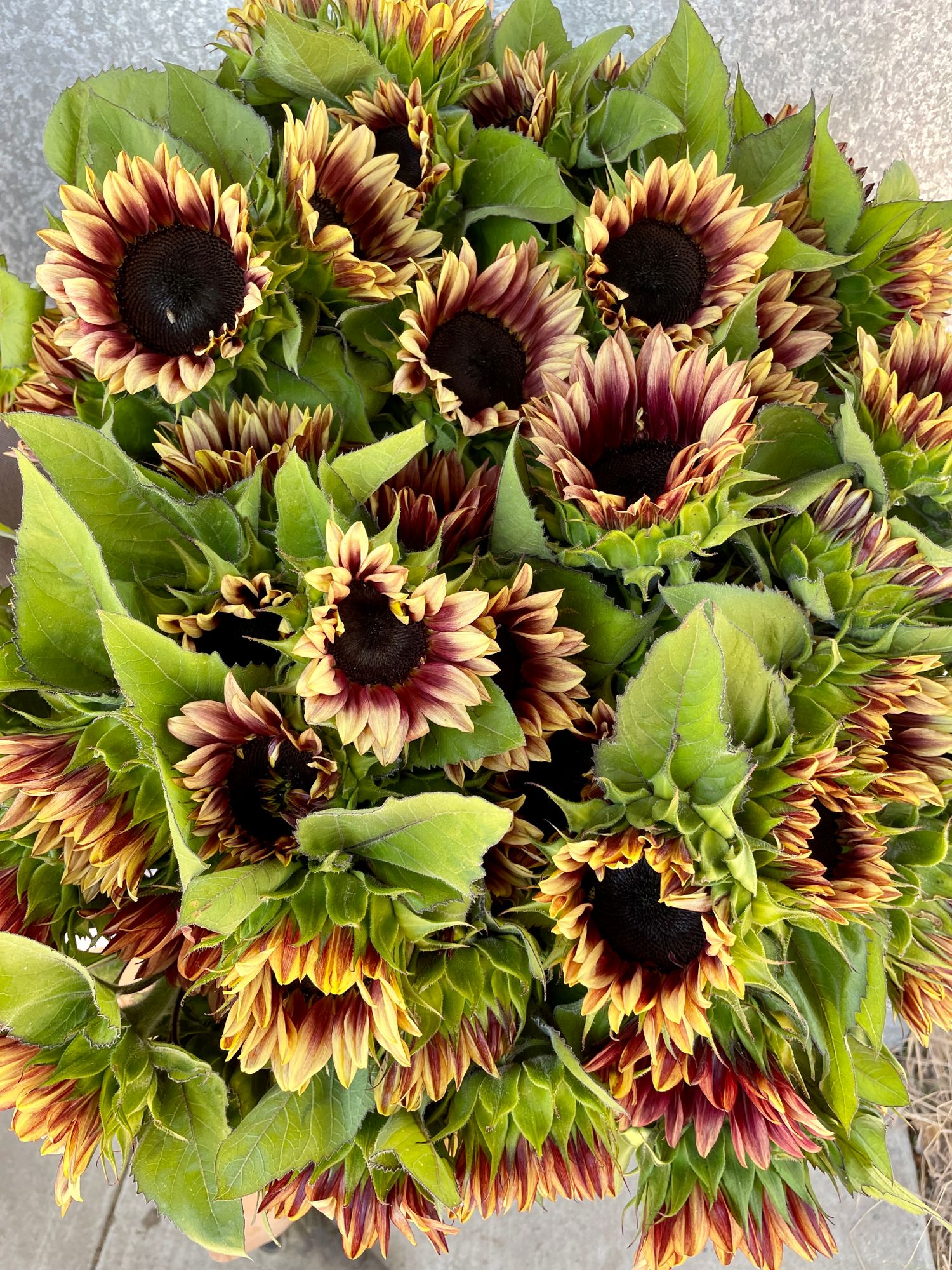 HELIANTHUS annuus ProCut Plum